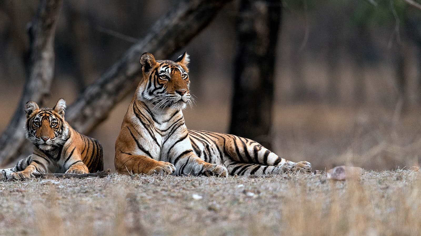 1600x900 Explore Tourism in Ranthambore