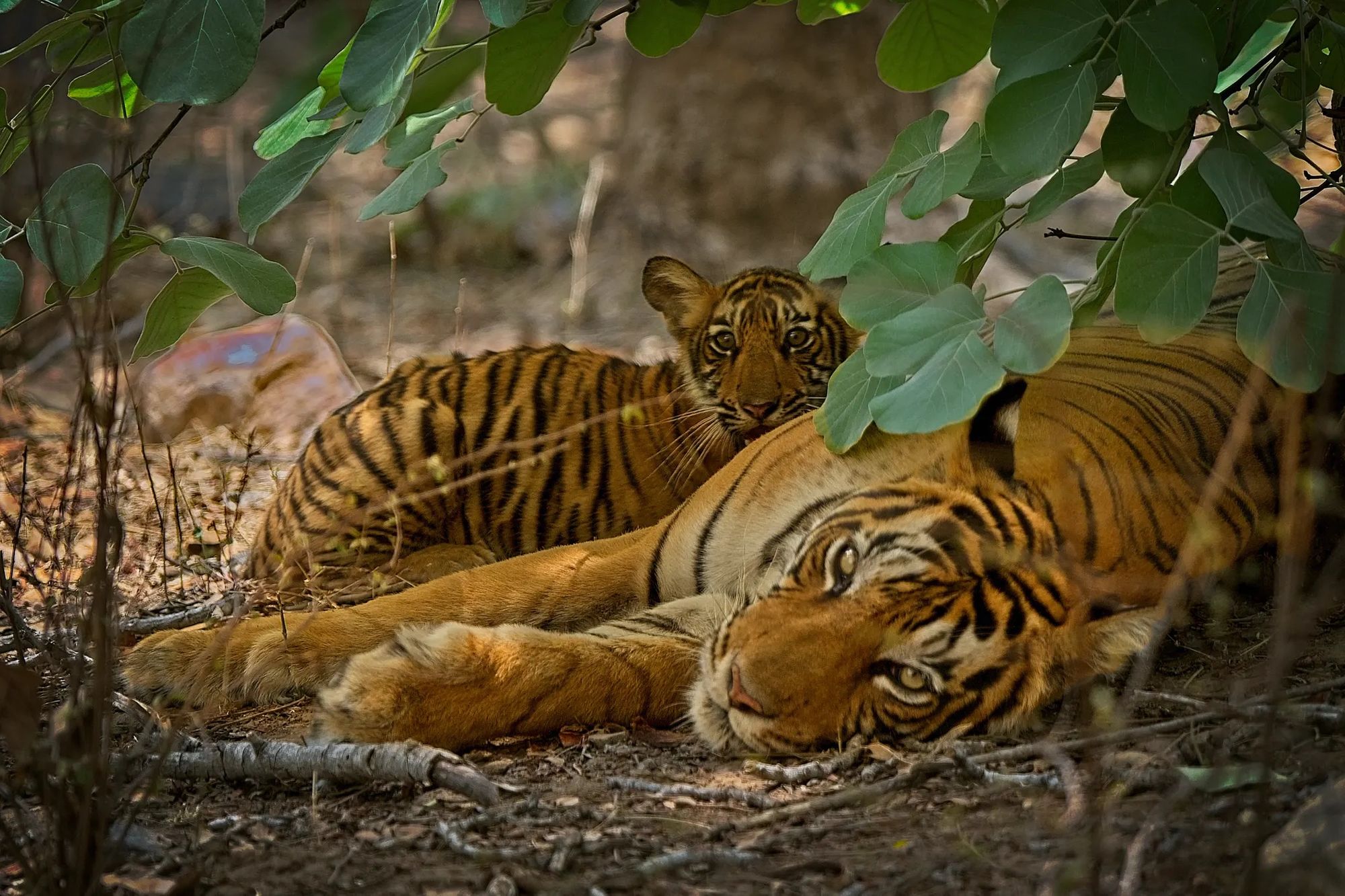 2000x1333 Tigers in Ranthambore National Park