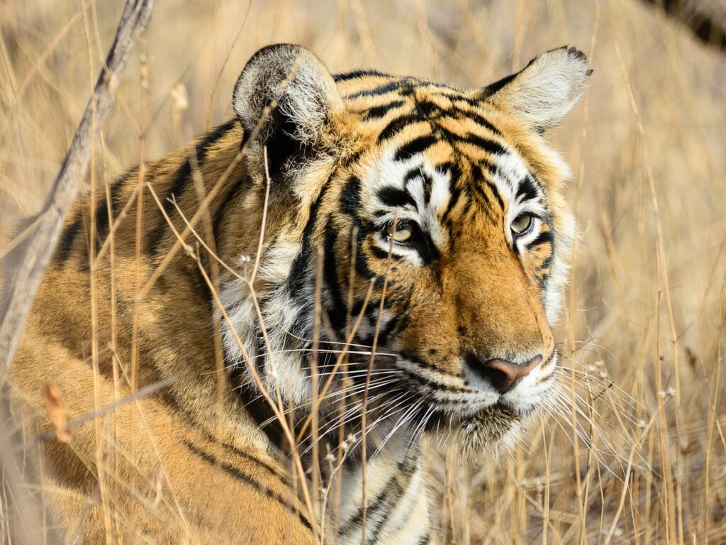1024x768 Ranthambore National Park