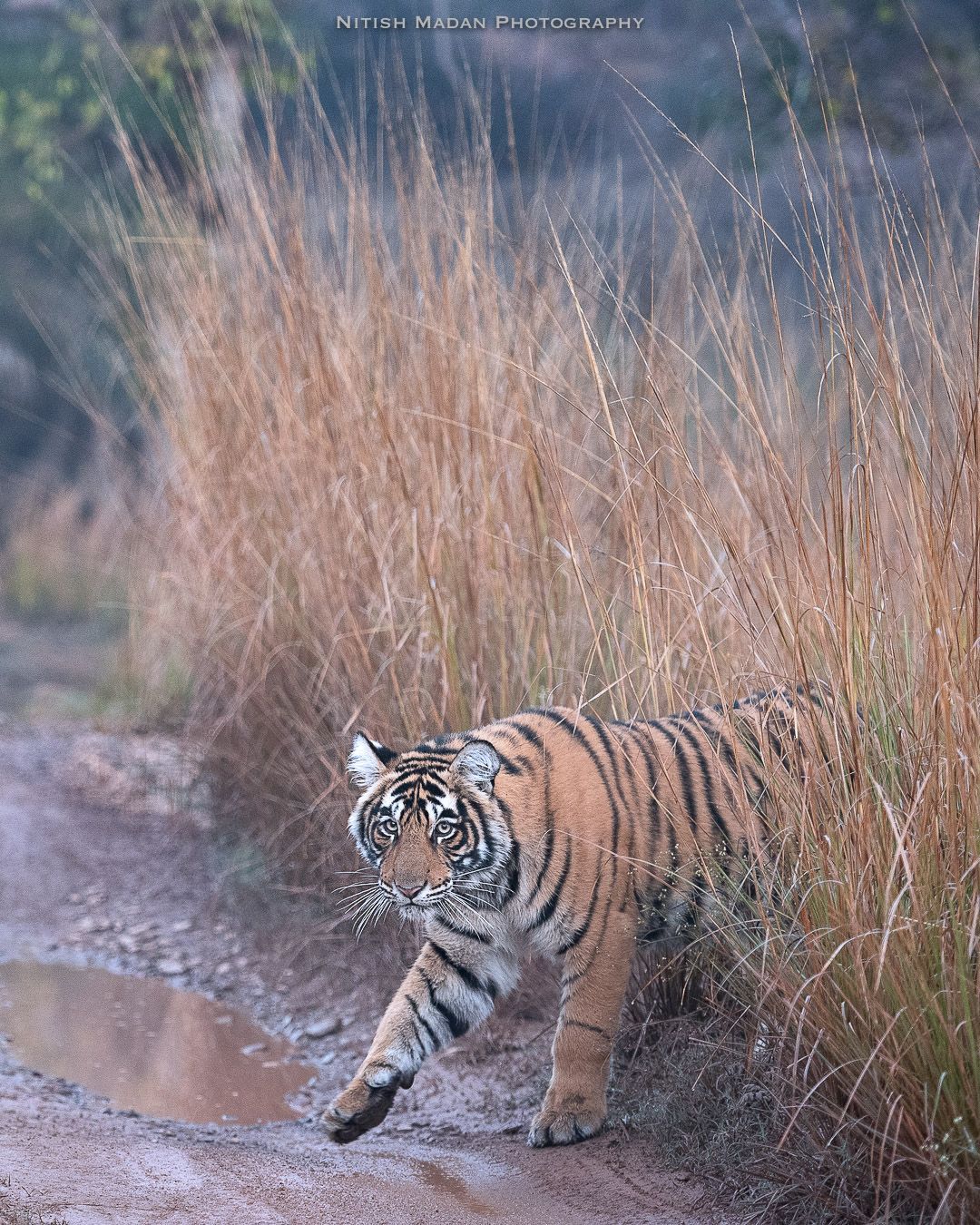 1080x1350 Ranthambore Full Day Safari Tour