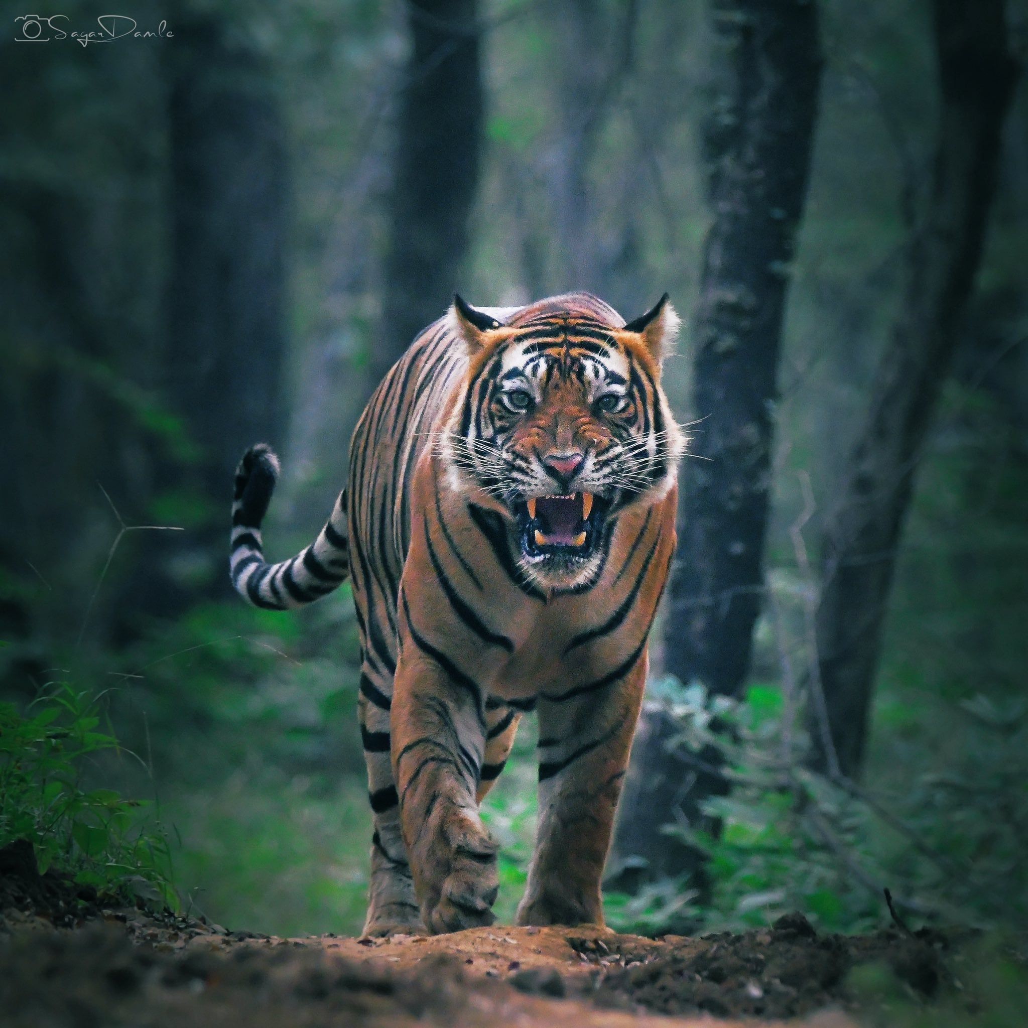 2048x2048 Bengal Tiger. Captured at Ranthambore