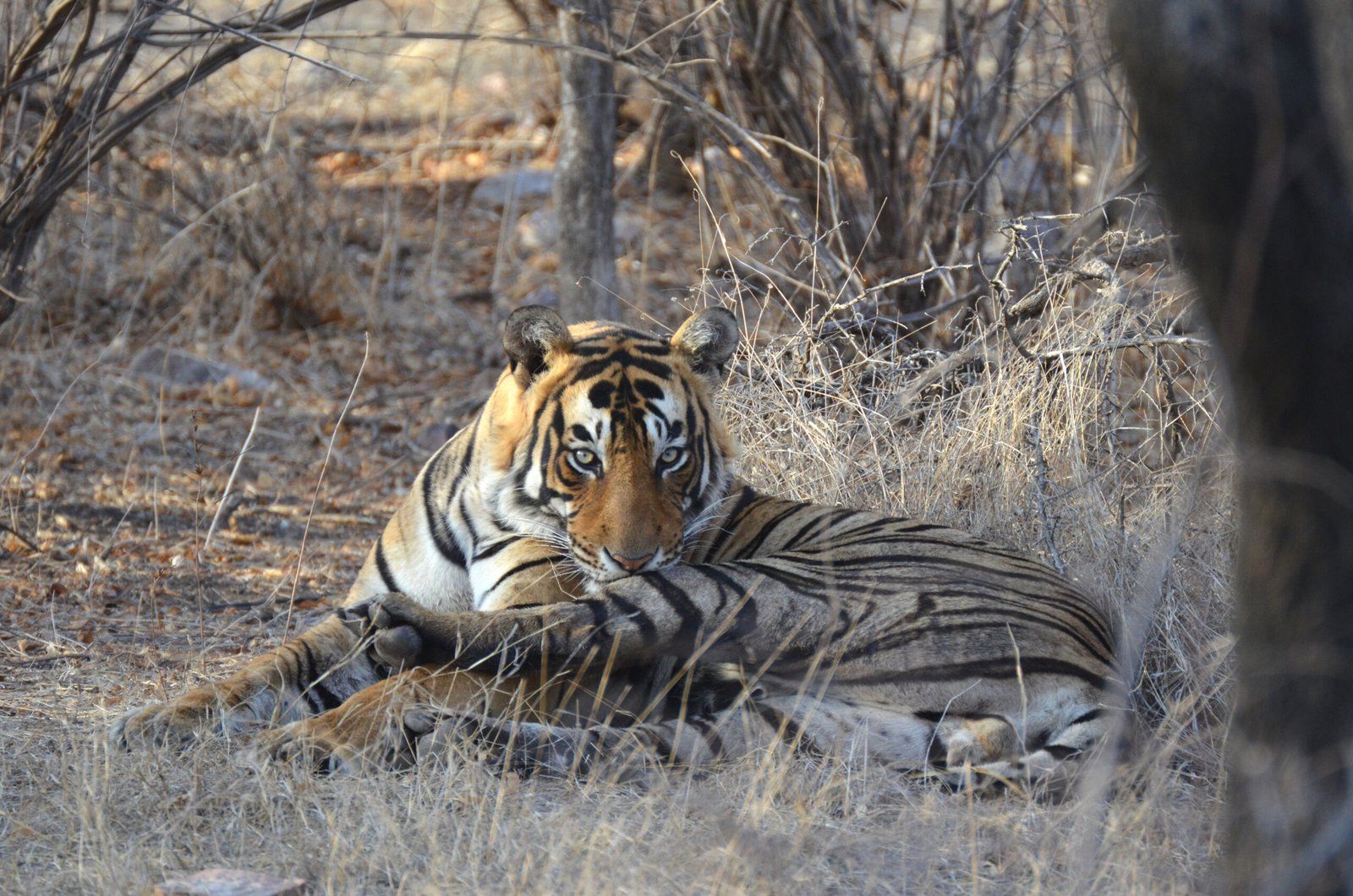 1600x1060 Best Ranthambore Travel Guide