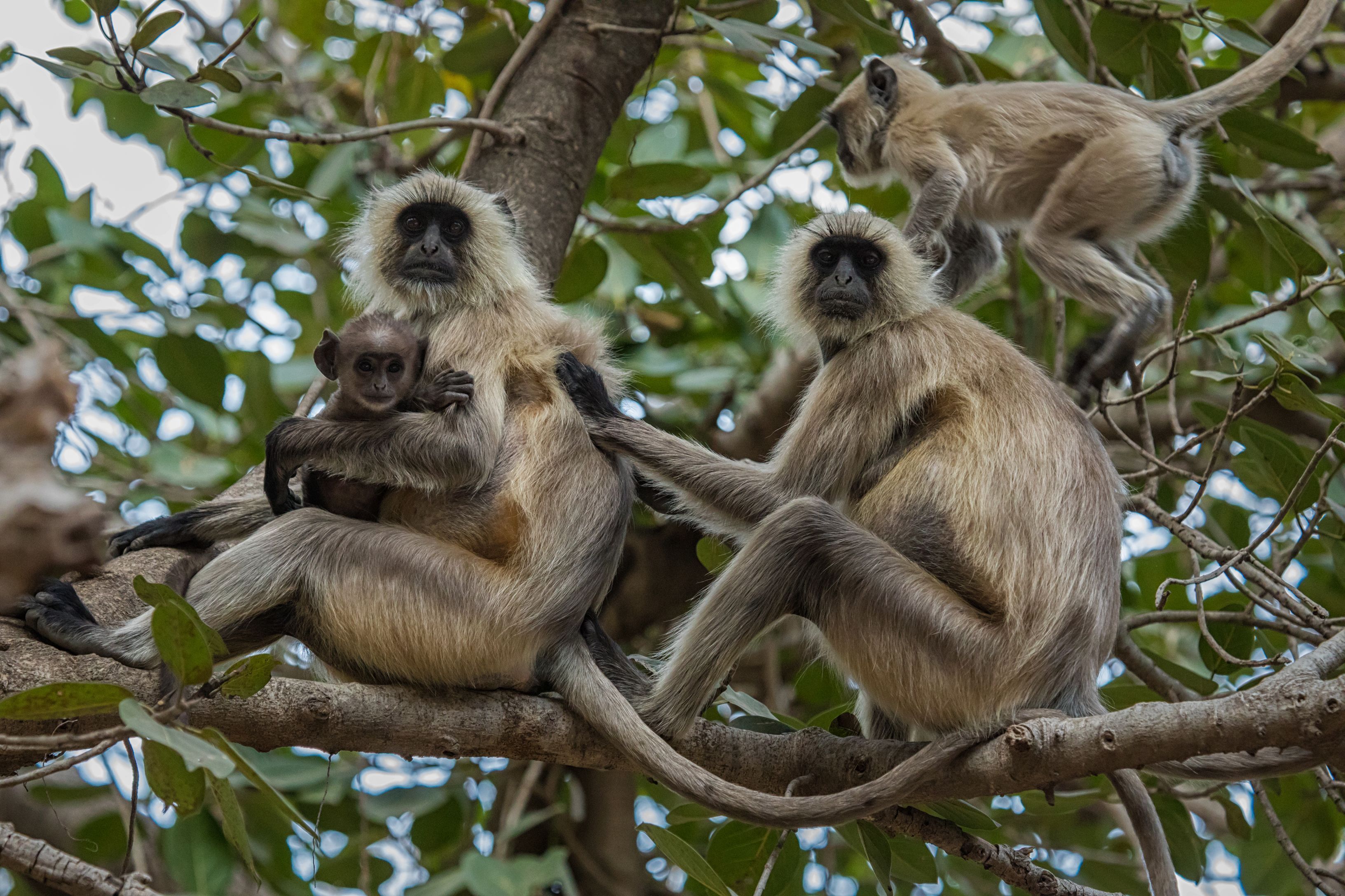 3264x2176 Picture monkey Cubs India Ranthambore