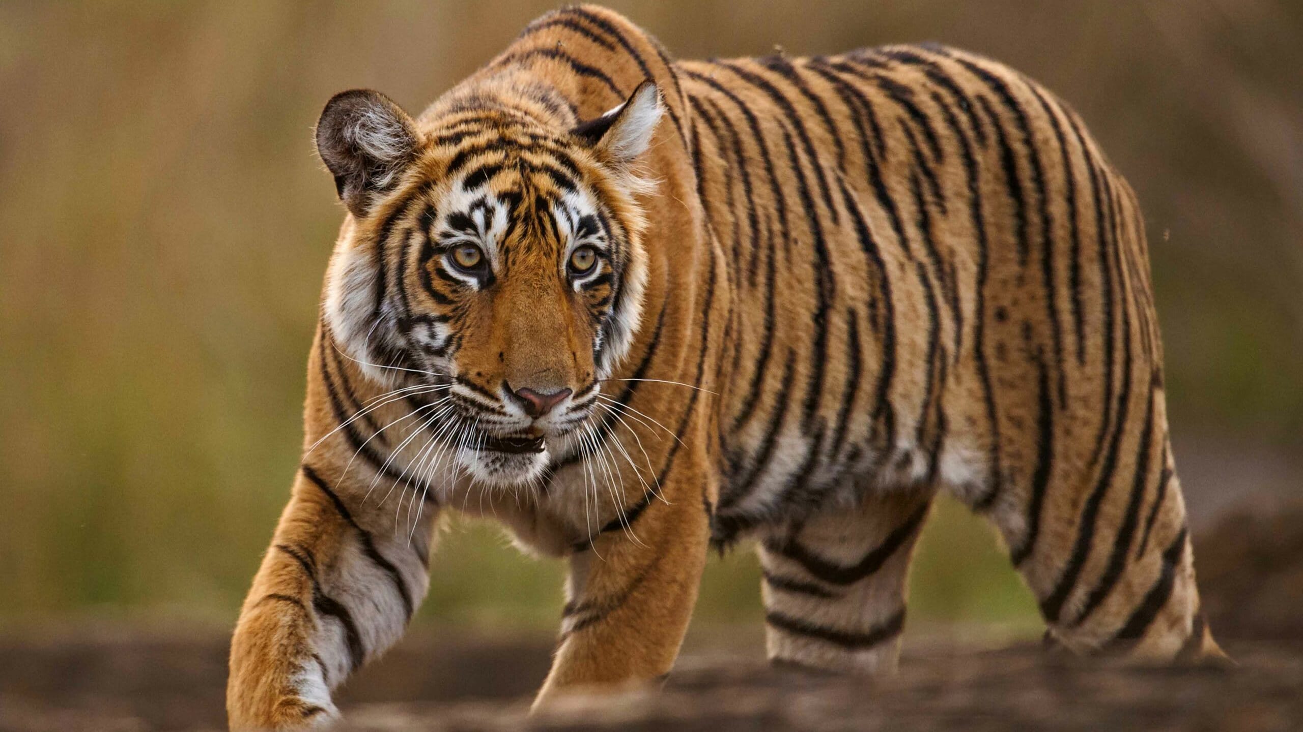 2560x1440 Tigress from Ranthambore
