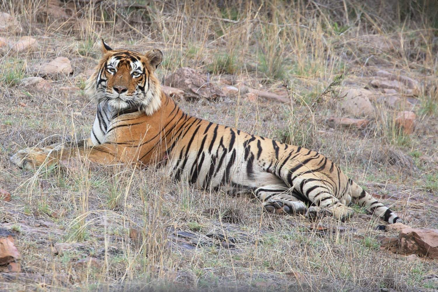 1500x1000 Ranthambore National Park. Cotswold