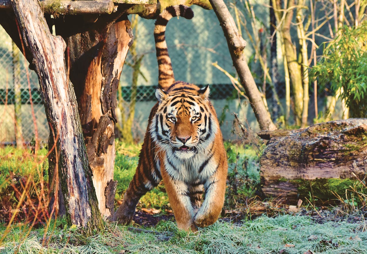 1280x886 Exotic Animals Found In Ranthambore