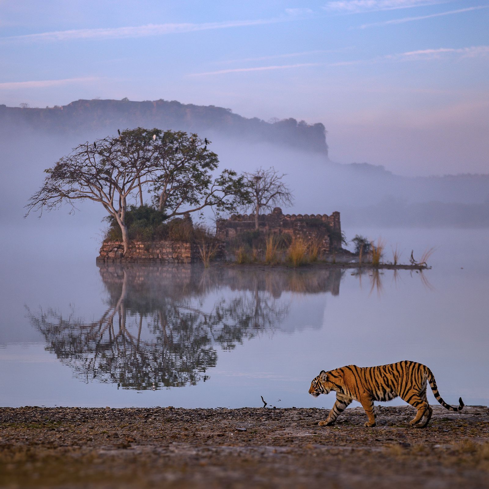 1600x1600 Is this the perfect Ranthambore shot