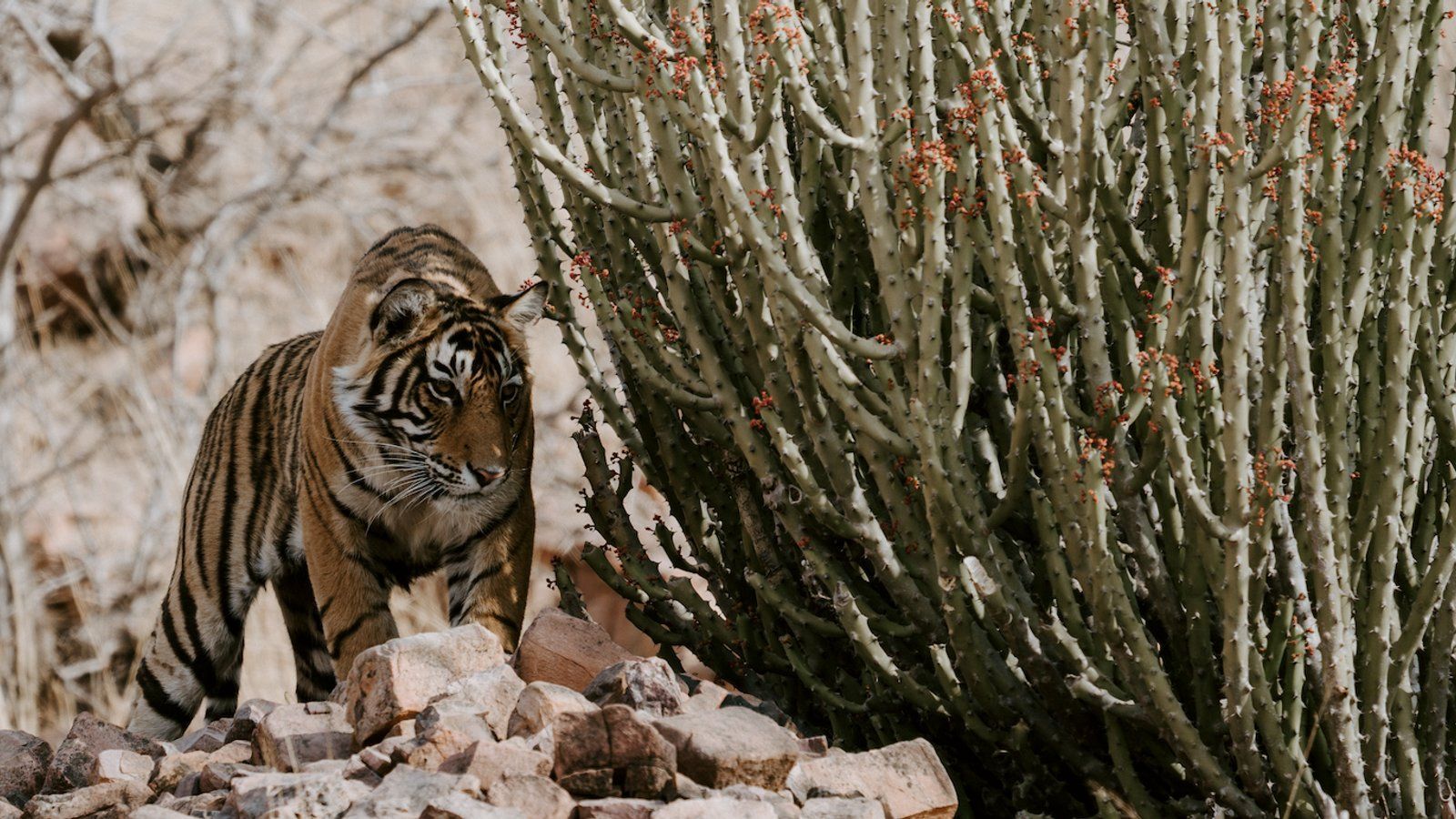1600x900 Yoga Retreats in Ranthambore National Park
