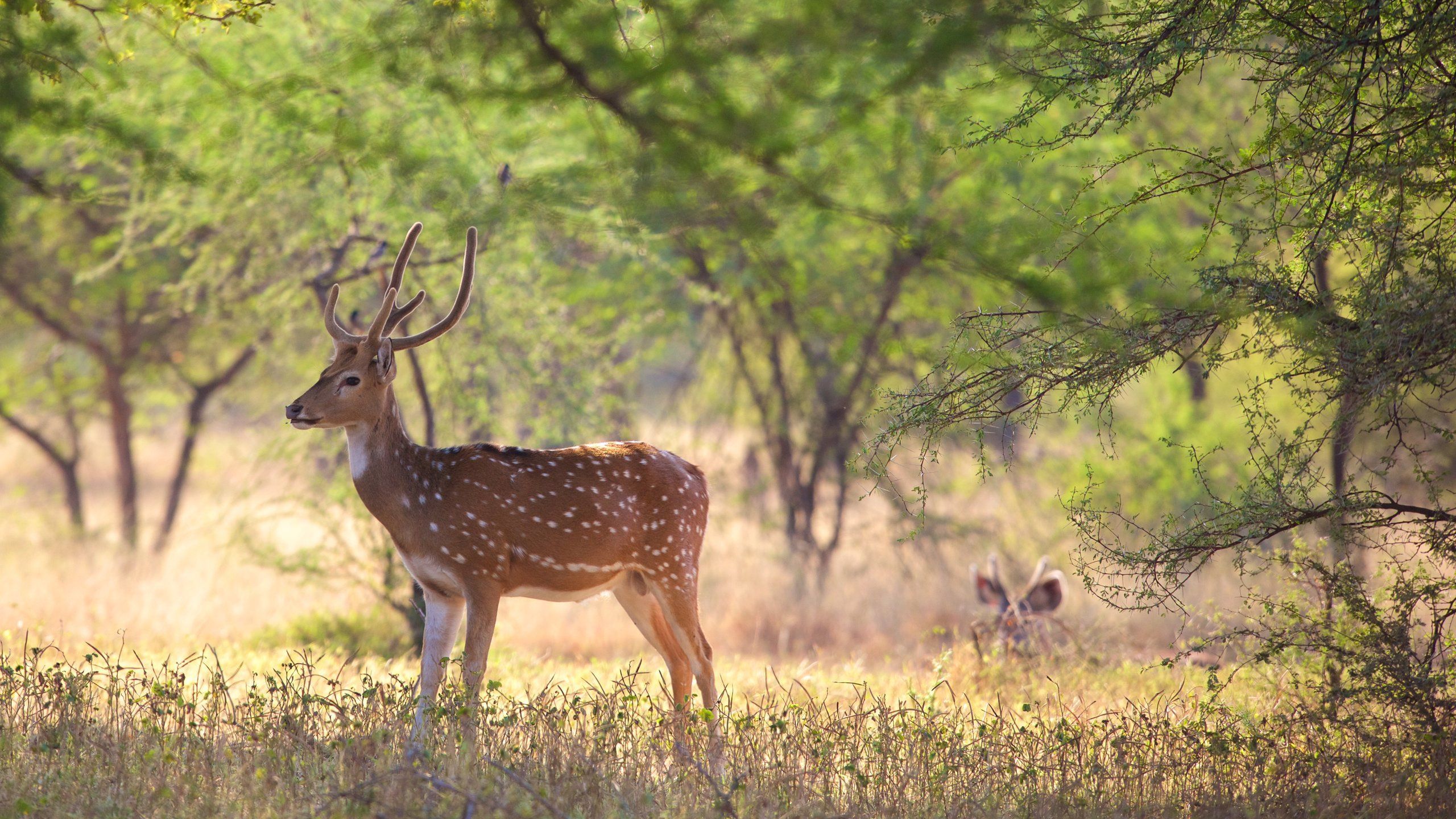 2560x1440 Ranthambore National Park Tours