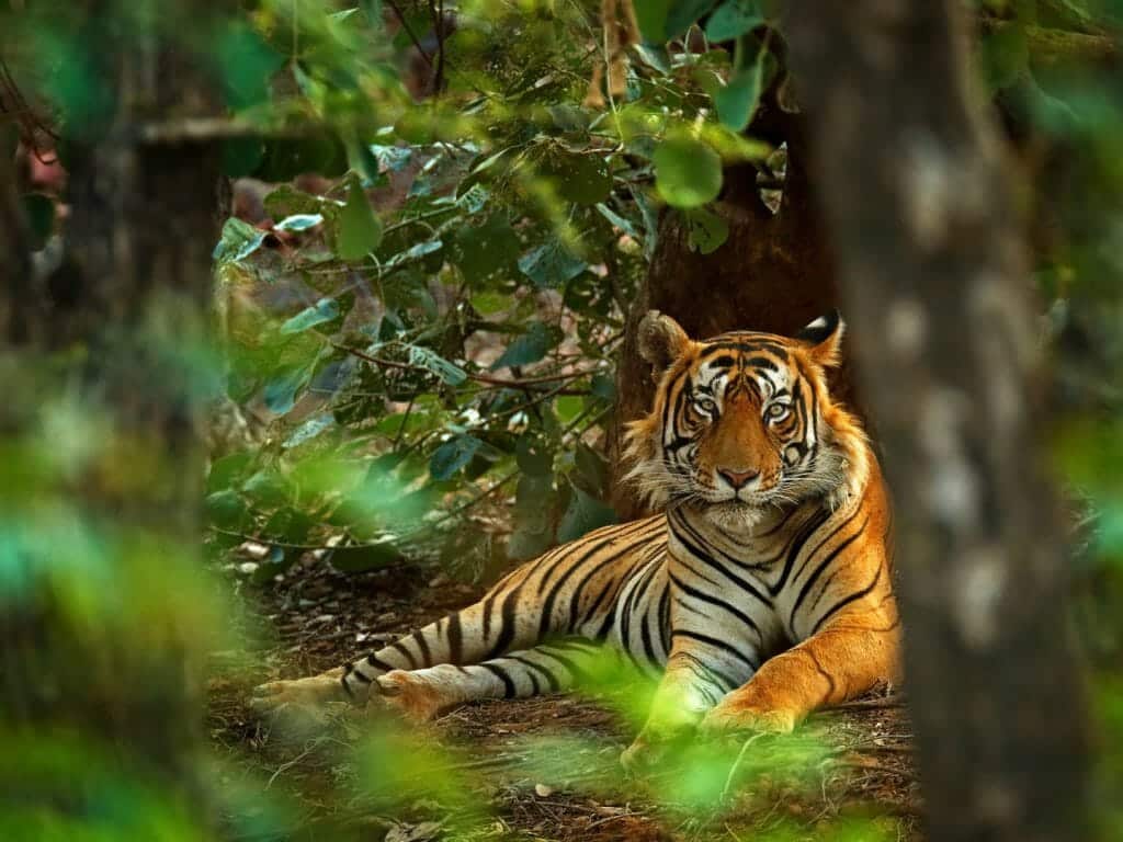 1024x768 Ranthambore National Park