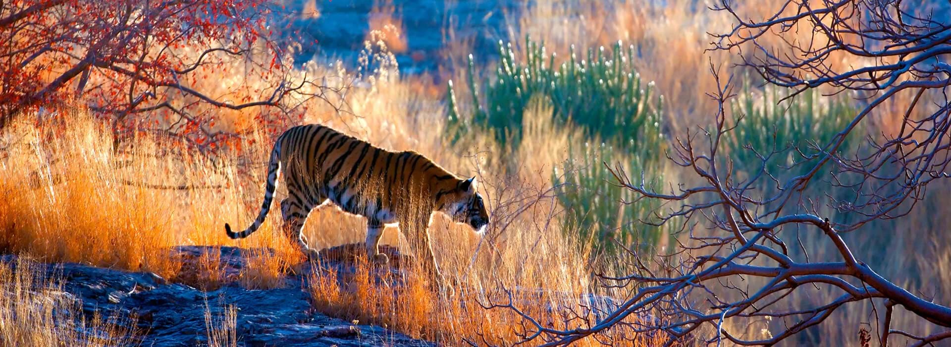 1920x700 See Tigers in Ranthambore National Park