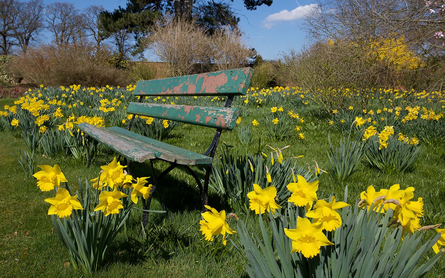 1440x900 flower garden wallpaper, free downloads wallpaper, free