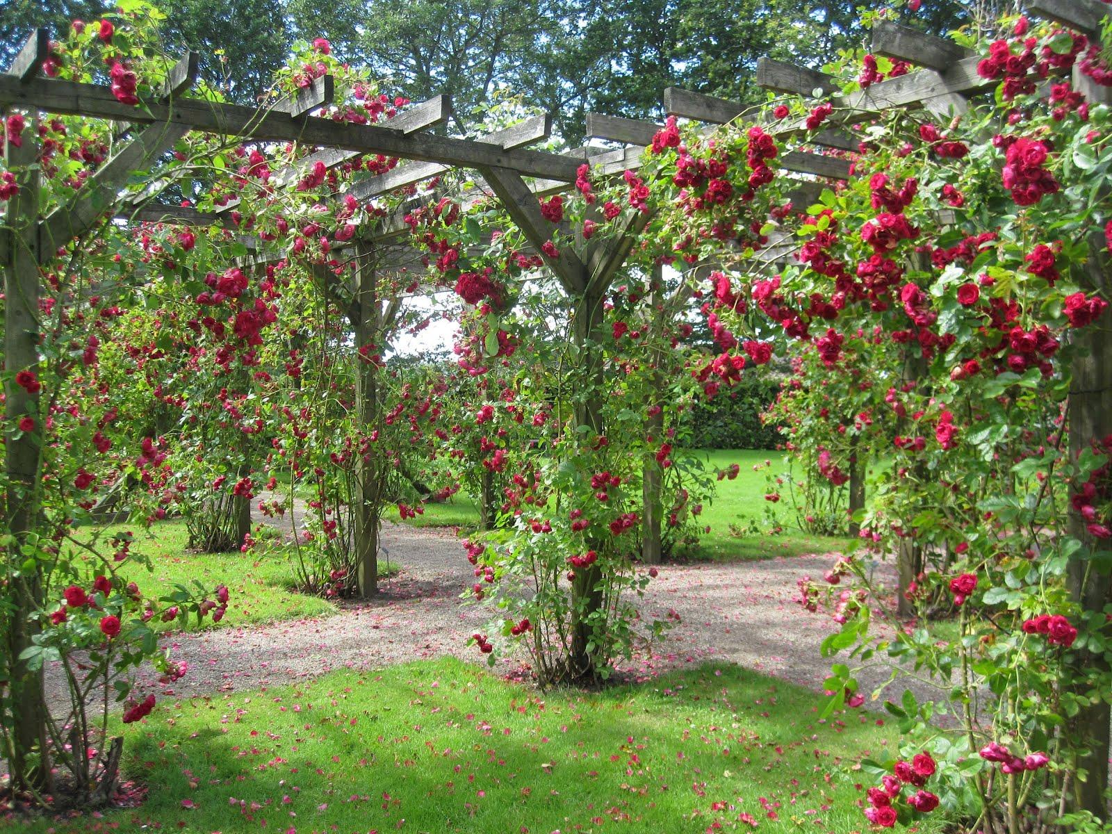1600x1200 Anime Rose Garden Background Free Wallpaper & Background