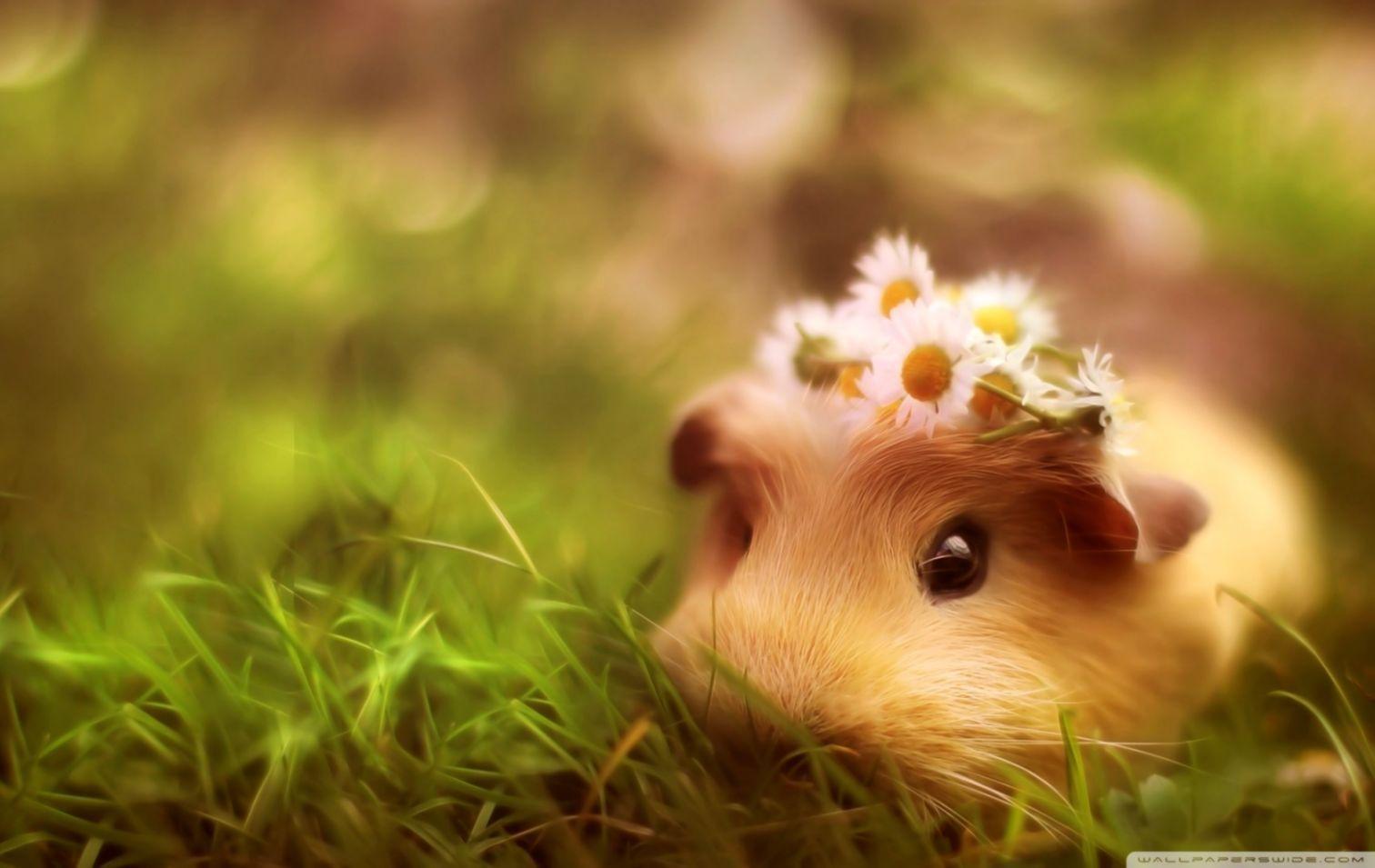 Guinea Pig Funny Guinea Pig HD wallpaper  Pxfuel