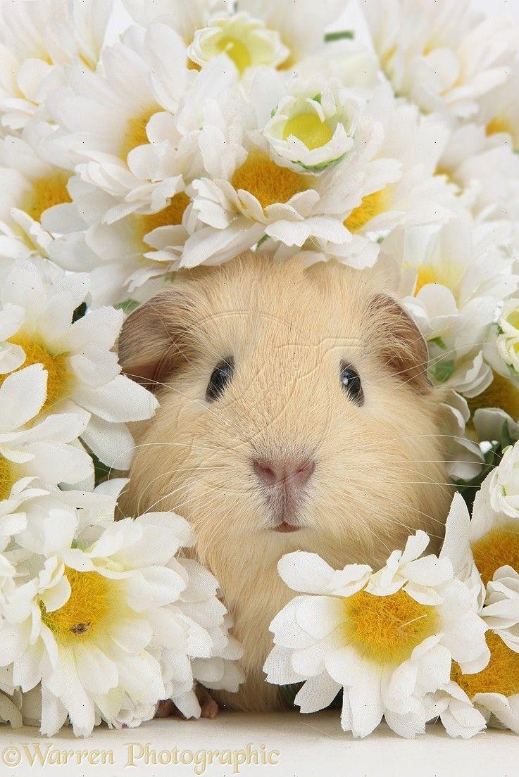 Guinea Pig Wallpapers - Top Free Guinea Pig Backgrounds - WallpaperAccess