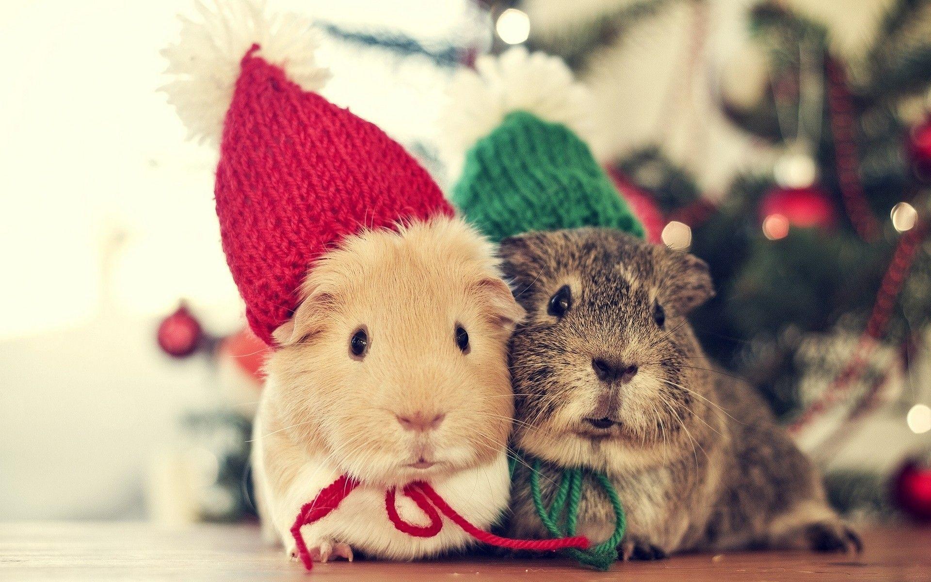 1920x1200 Christmas Guinea Pig Wallpaper