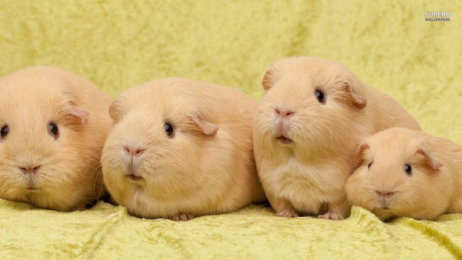 Share more than 79 cute guinea pigs wallpaper super hot - in.coedo.com.vn
