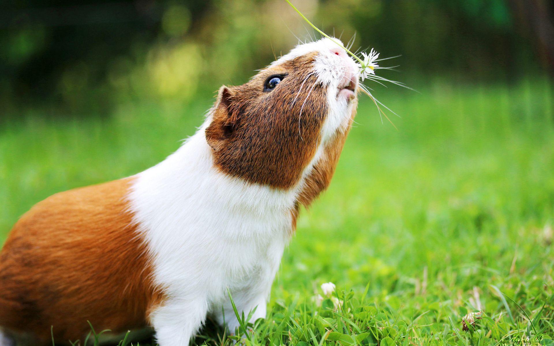 1920x1200 1920x1200 guinea pig windows wallpaper. guinea pig