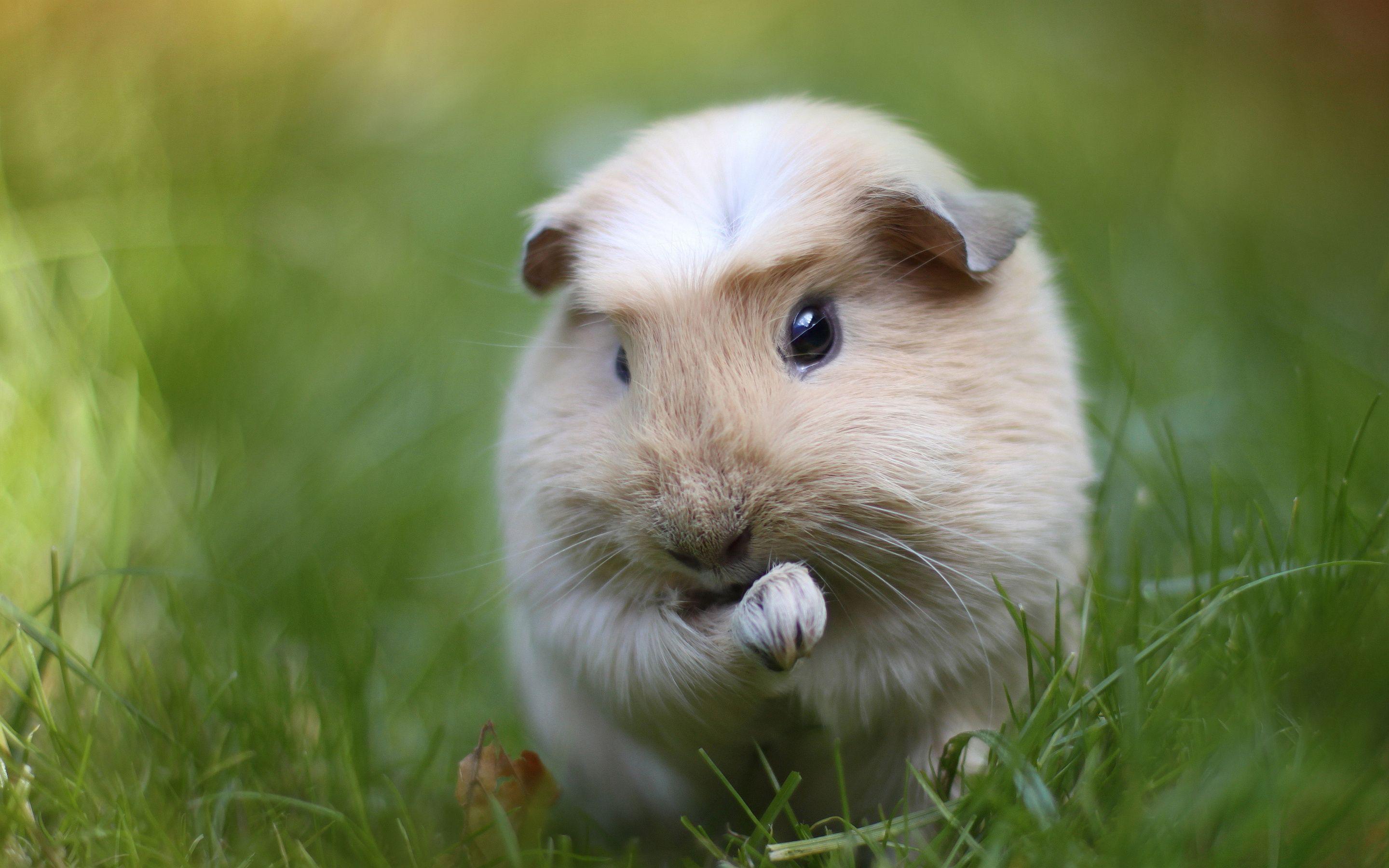 Guinea Pig Wallpapers - Top Free Guinea Pig Backgrounds - WallpaperAccess