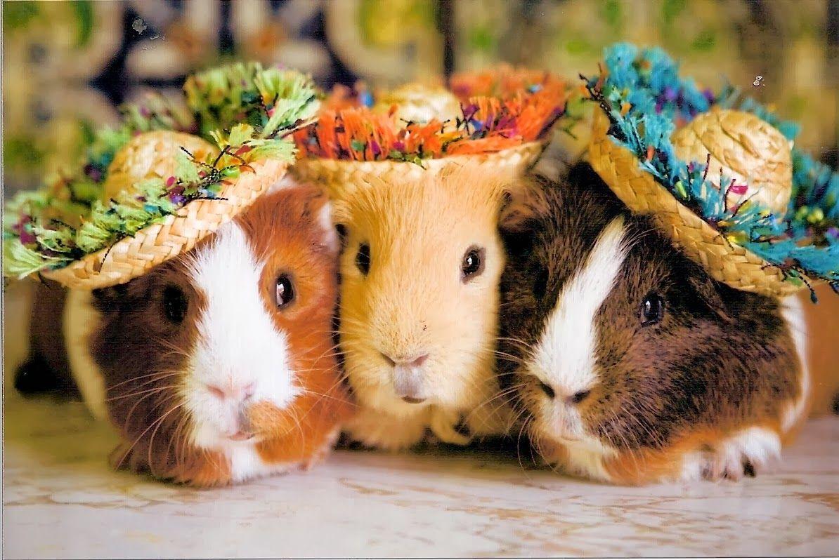 1194x798 Guinea Pig Wallpaper HD Wallpaper