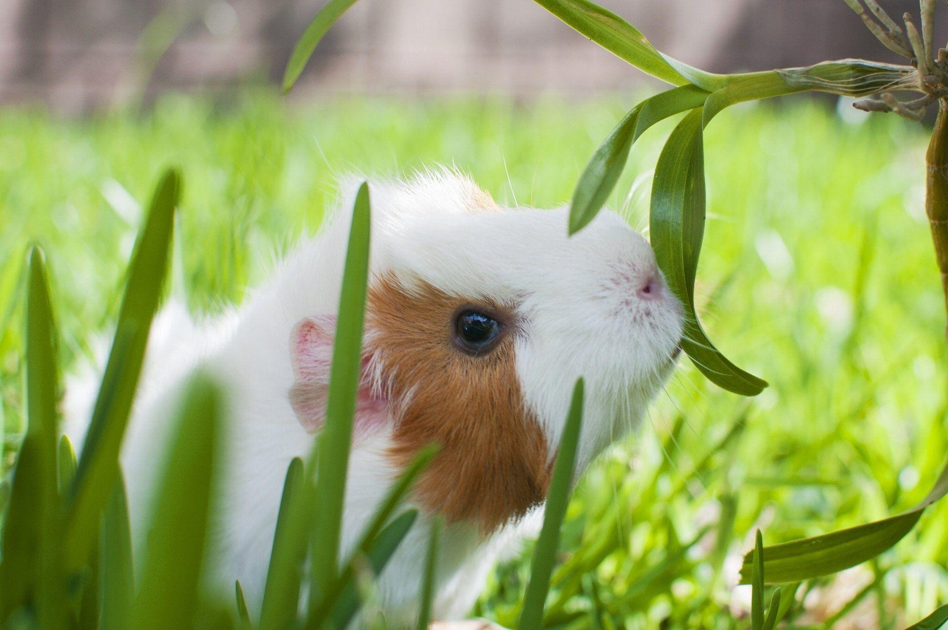 1920x1275 Guinea Pig HD Wallpaper and Background Image
