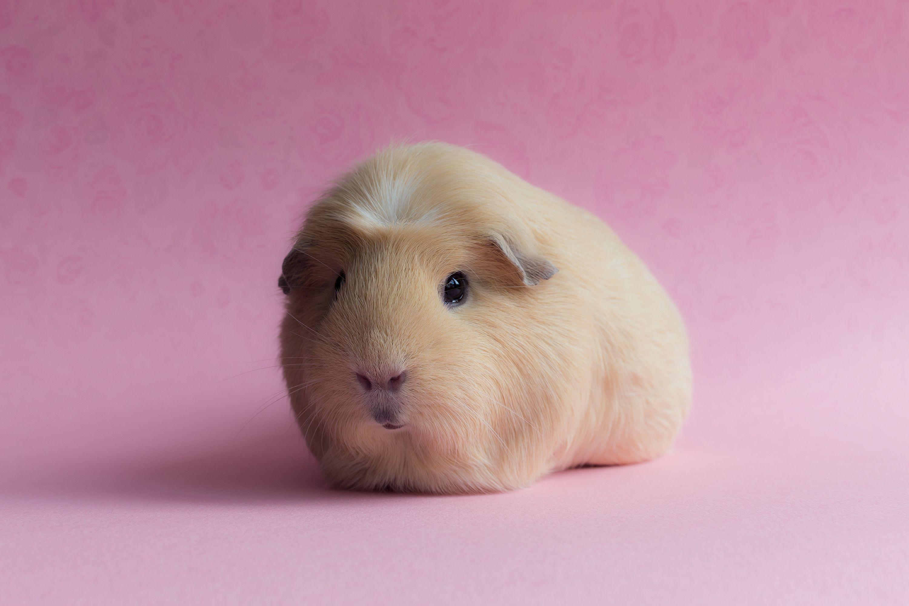 3000x2000 Guinea Pig Wallpaper for Computer