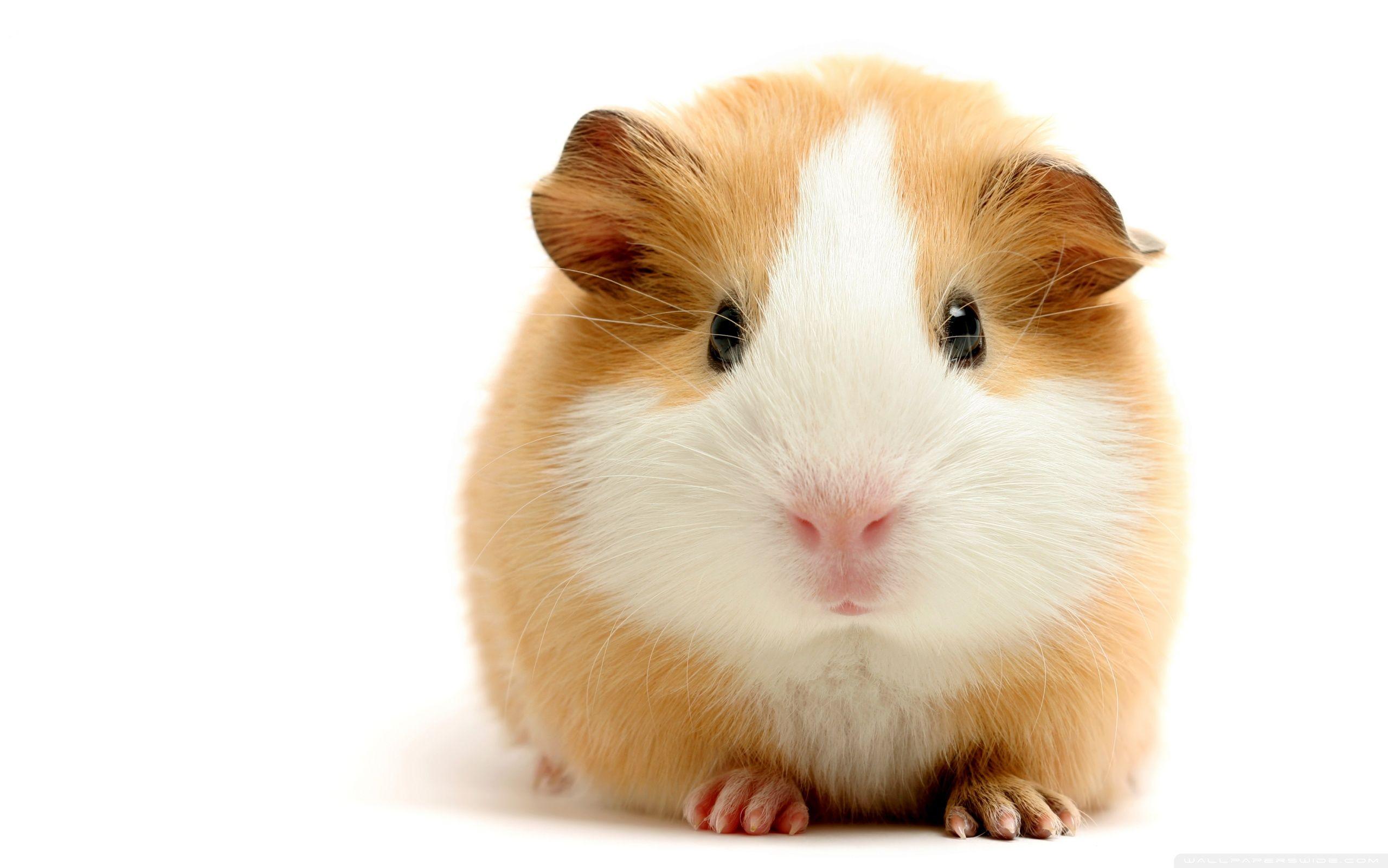 2560x1600 Cute Guinea Pig ❤ 4K HD Desktop Wallpaper for 4K Ultra HD