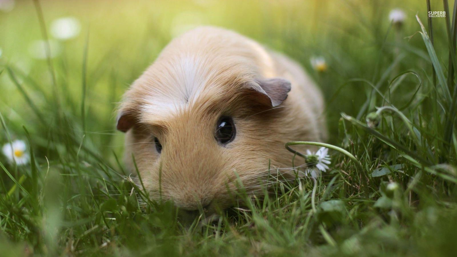 1600x900 Guinea Pig Pigs Wallpaper