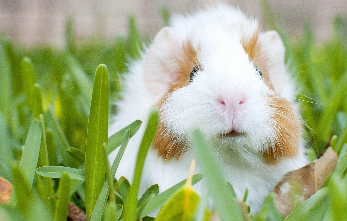 1332x850 Wallpaper grass, Guinea pig, rodent image for desktop
