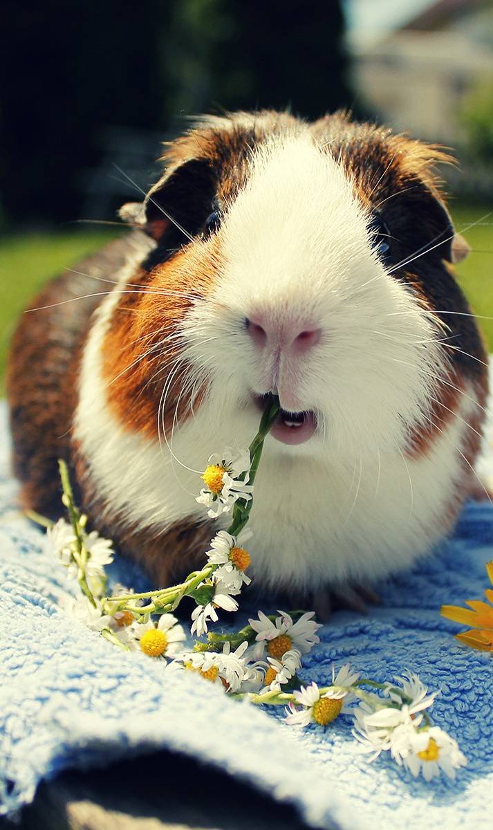713x1200 Cute Guinea Pig Wallpaper