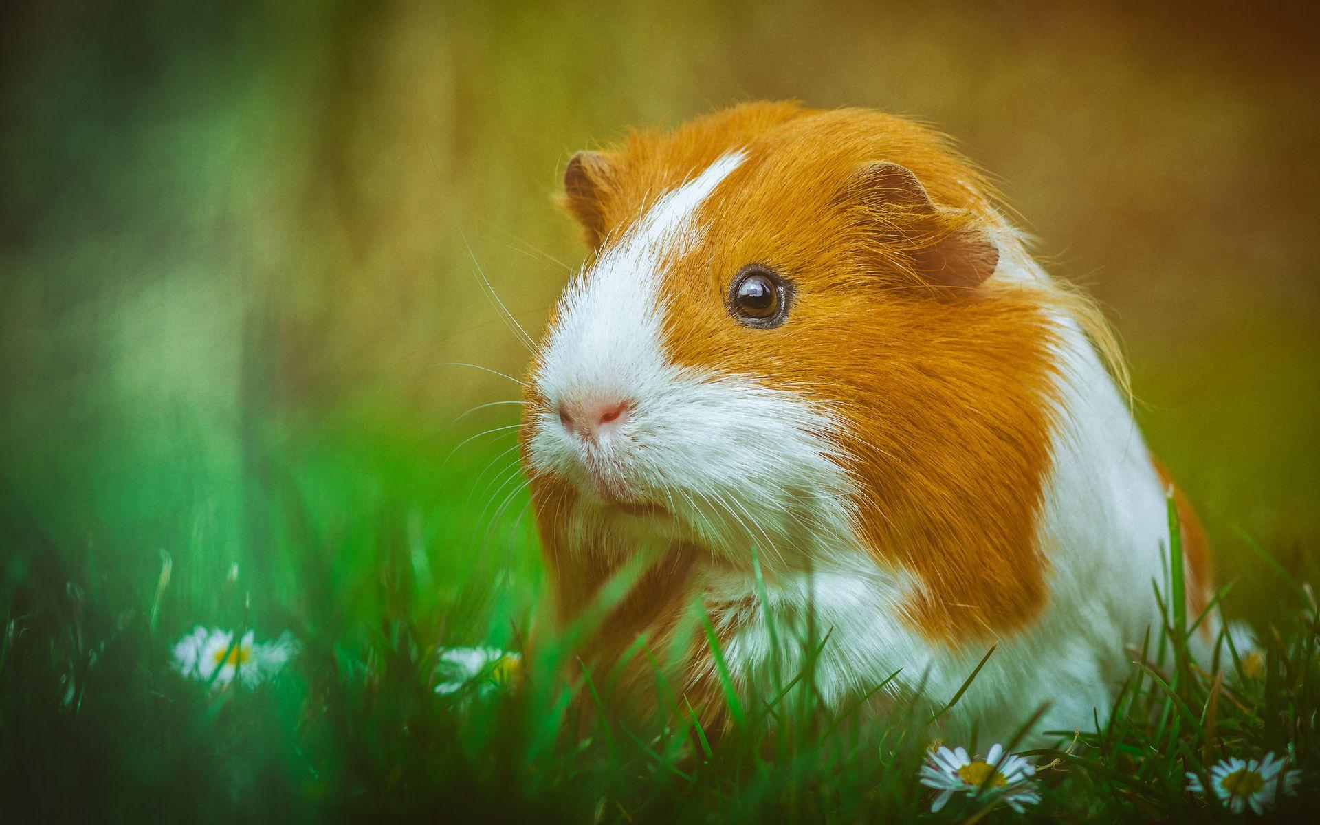 1920x1200 1920x1200 guinea pig wallpaper. guinea pig