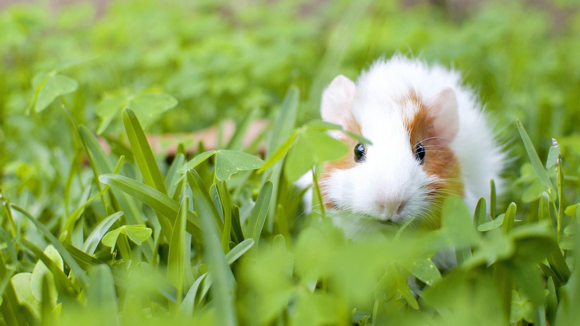 Guinea Pig Wallpapers - Top Free Guinea Pig Backgrounds - WallpaperAccess