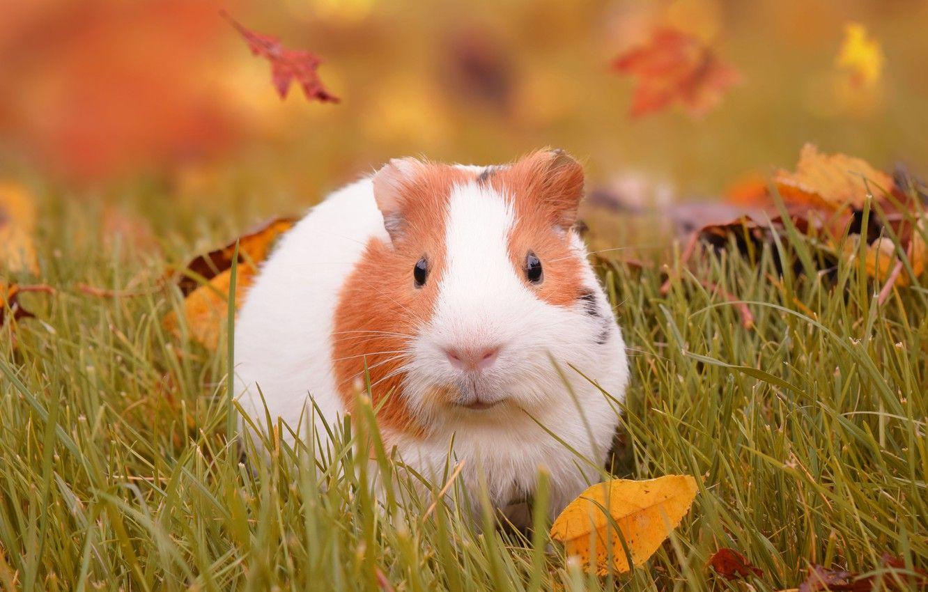 1332x850 Wallpaper autumn, grass, leaves, Guinea pig image