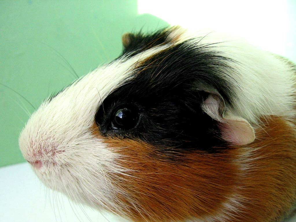 1024x768 Free Guinea Pig Wallpaper download