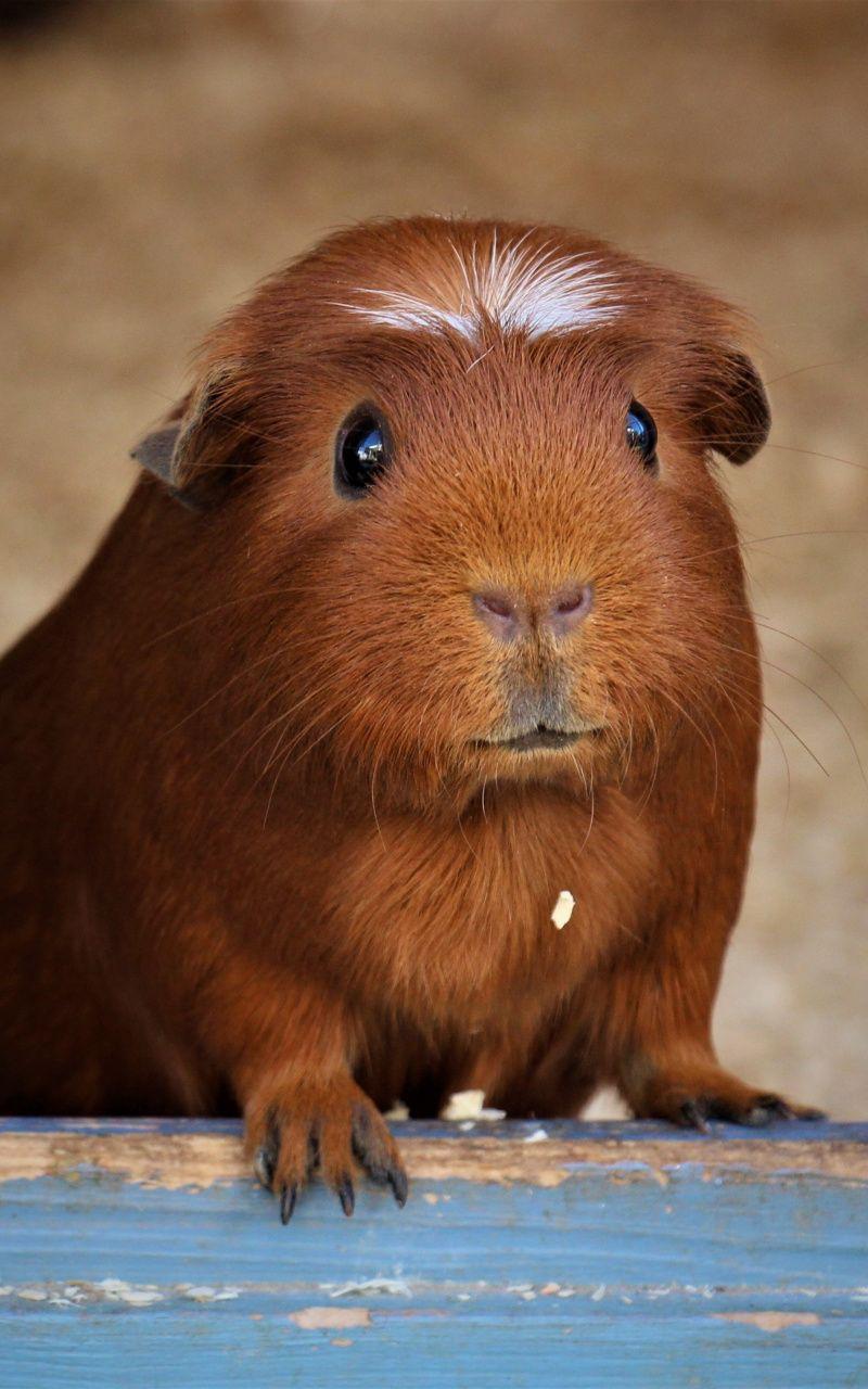 800x1280 Download 800x1280 Wallpaper Cute Animal, Muzzle, Guinea Pig