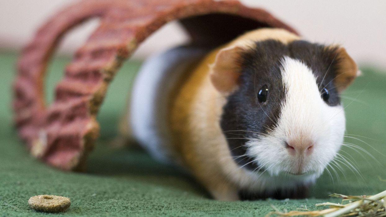 1244x700 Guinea pigs wallpaperx1080