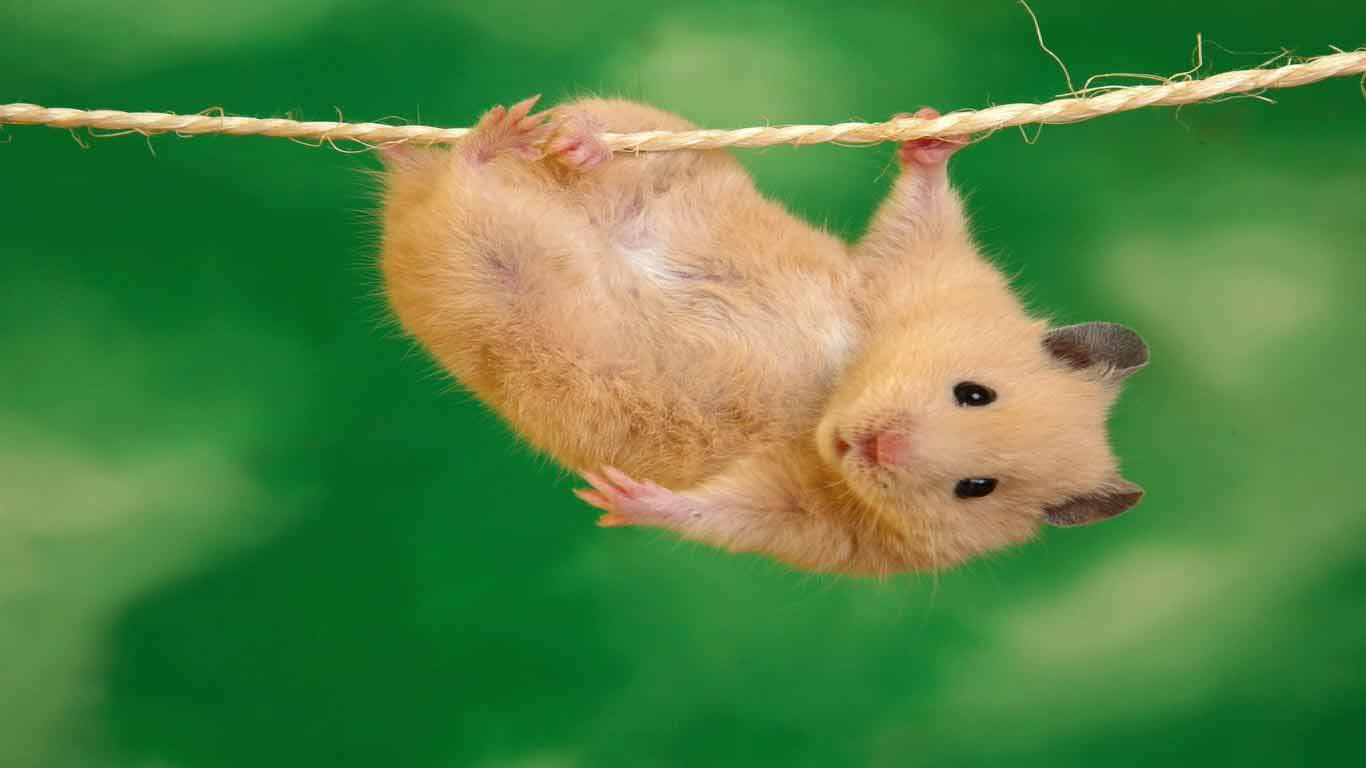 1366x768 Free download HD Wallpaper Guinea Pig Wallpaper 1366x768