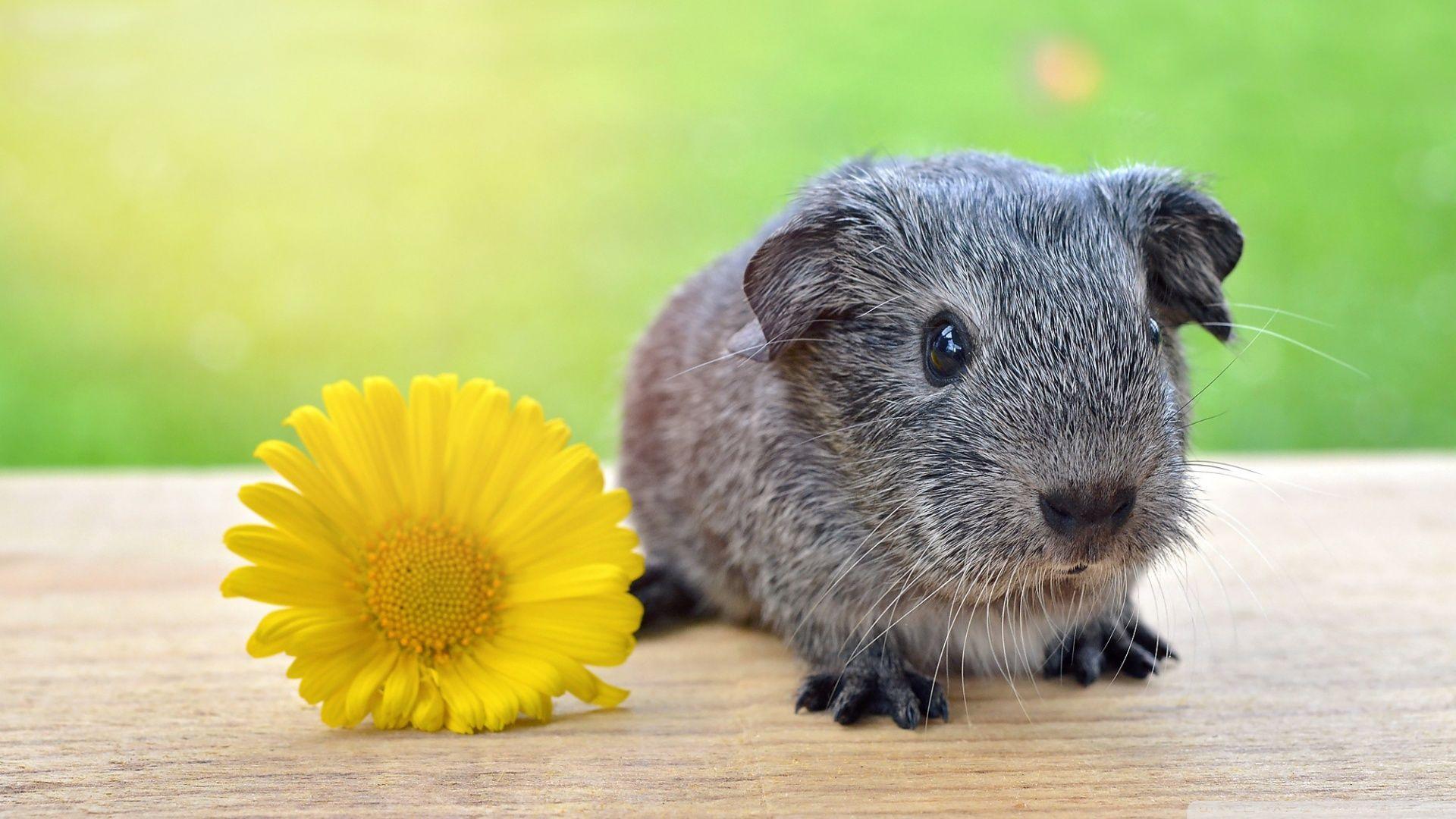1920x1080 Standard Guinea Pigs, HD Wallpaper & background