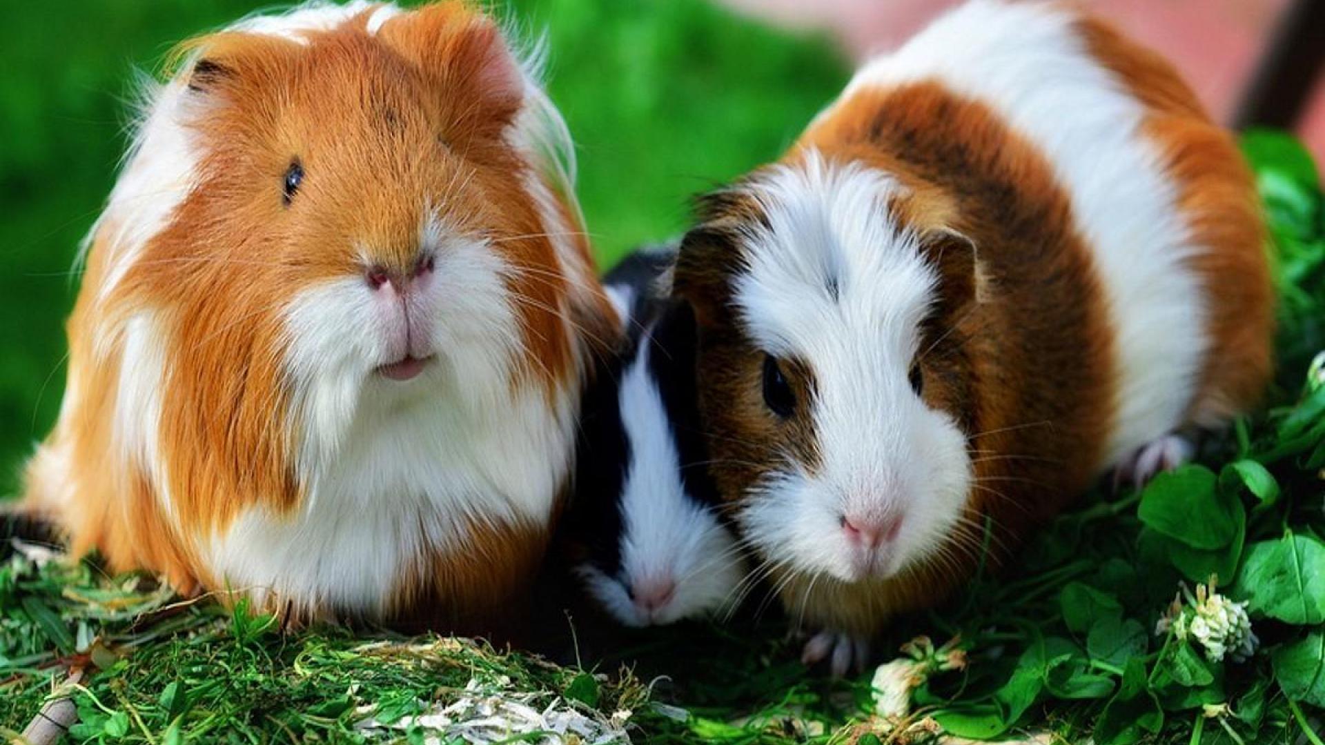 Guinea Pig Wallpapers - Top Free Guinea Pig Backgrounds - WallpaperAccess