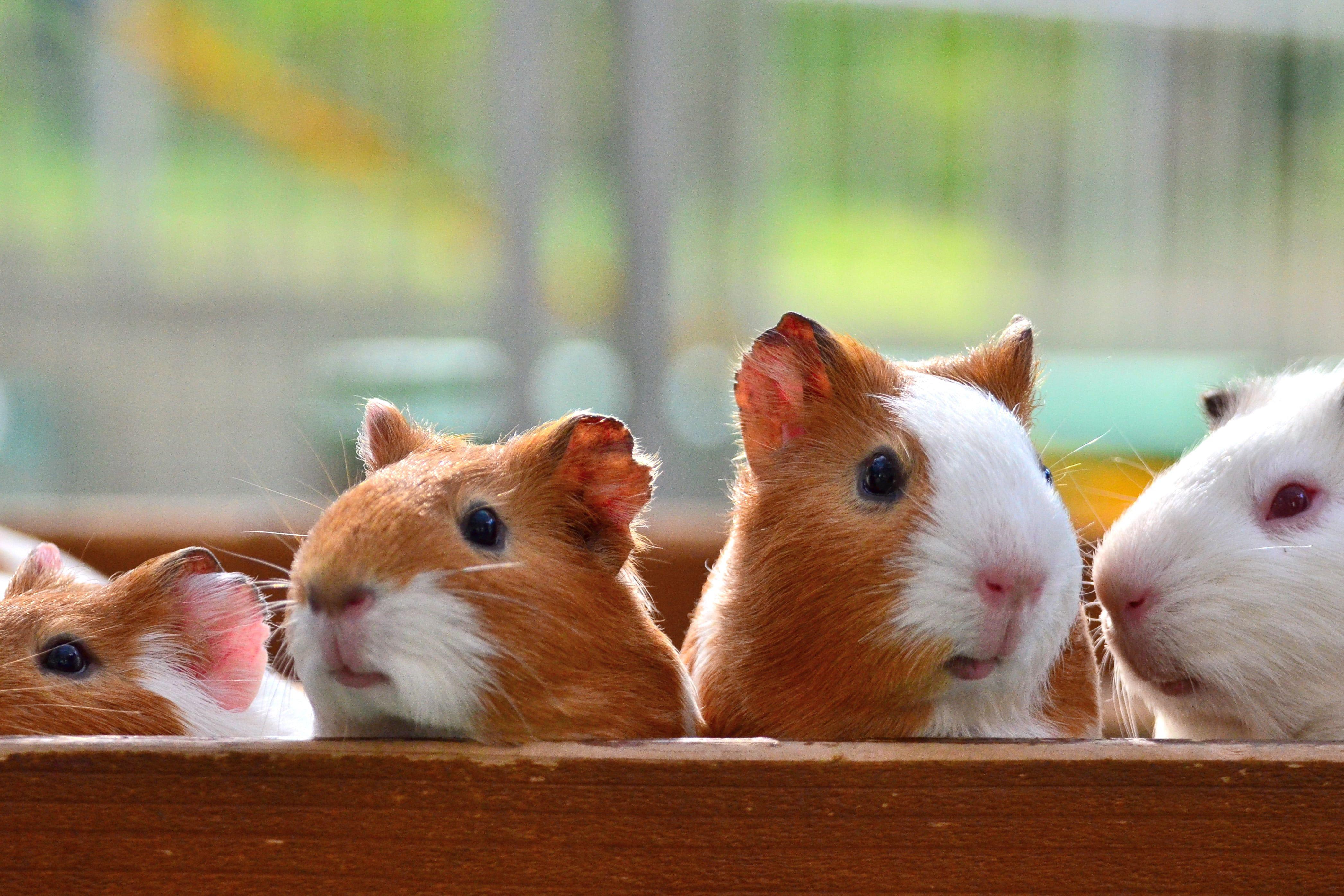 4185x2790 Four White Tan Guinea Pigs, Guinea Pigs HD Wallpaper