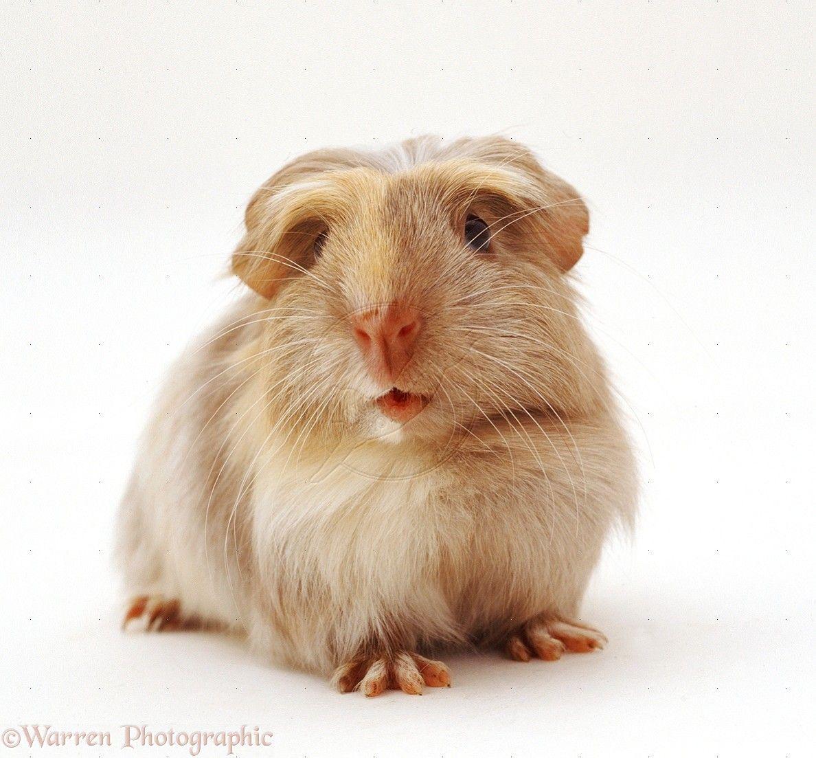 1188x1103 Cute HD Wallpaper Guenia Pig Wallpaper. Guinea Pig. Pet