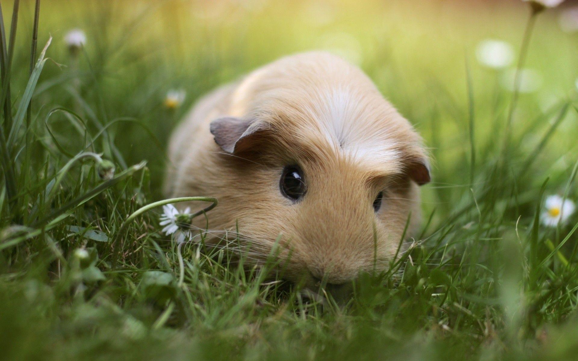 1920x1200 Cute Pig Wallpaper