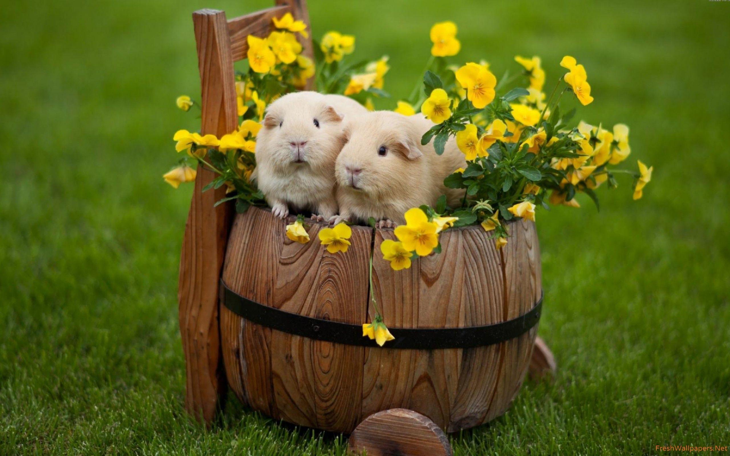 Guinea Pig Wallpapers - Top Free Guinea Pig Backgrounds - WallpaperAccess