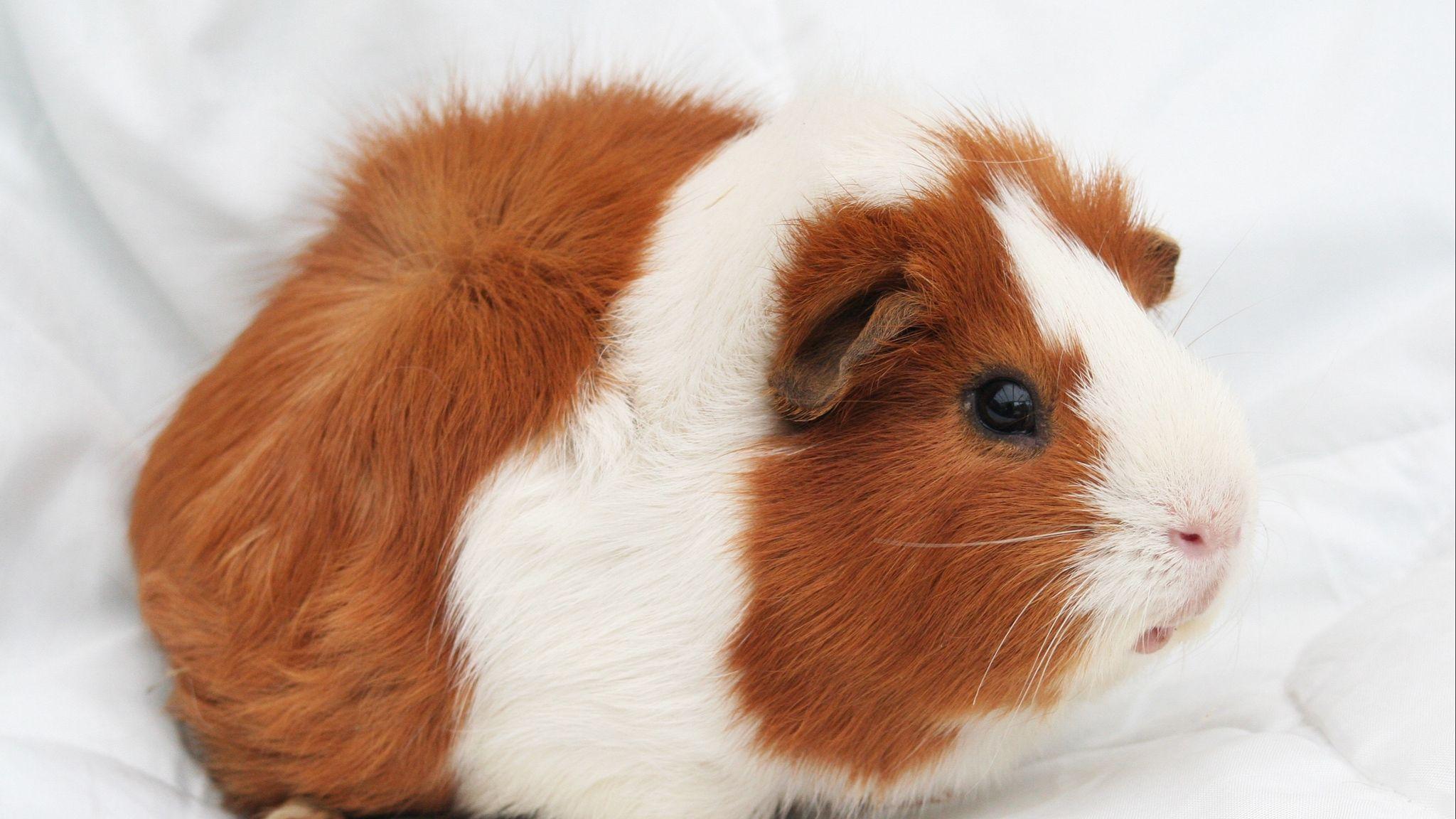 2048x1152 Download wallpaper 2048x1152 guinea pig, rodent, spotted