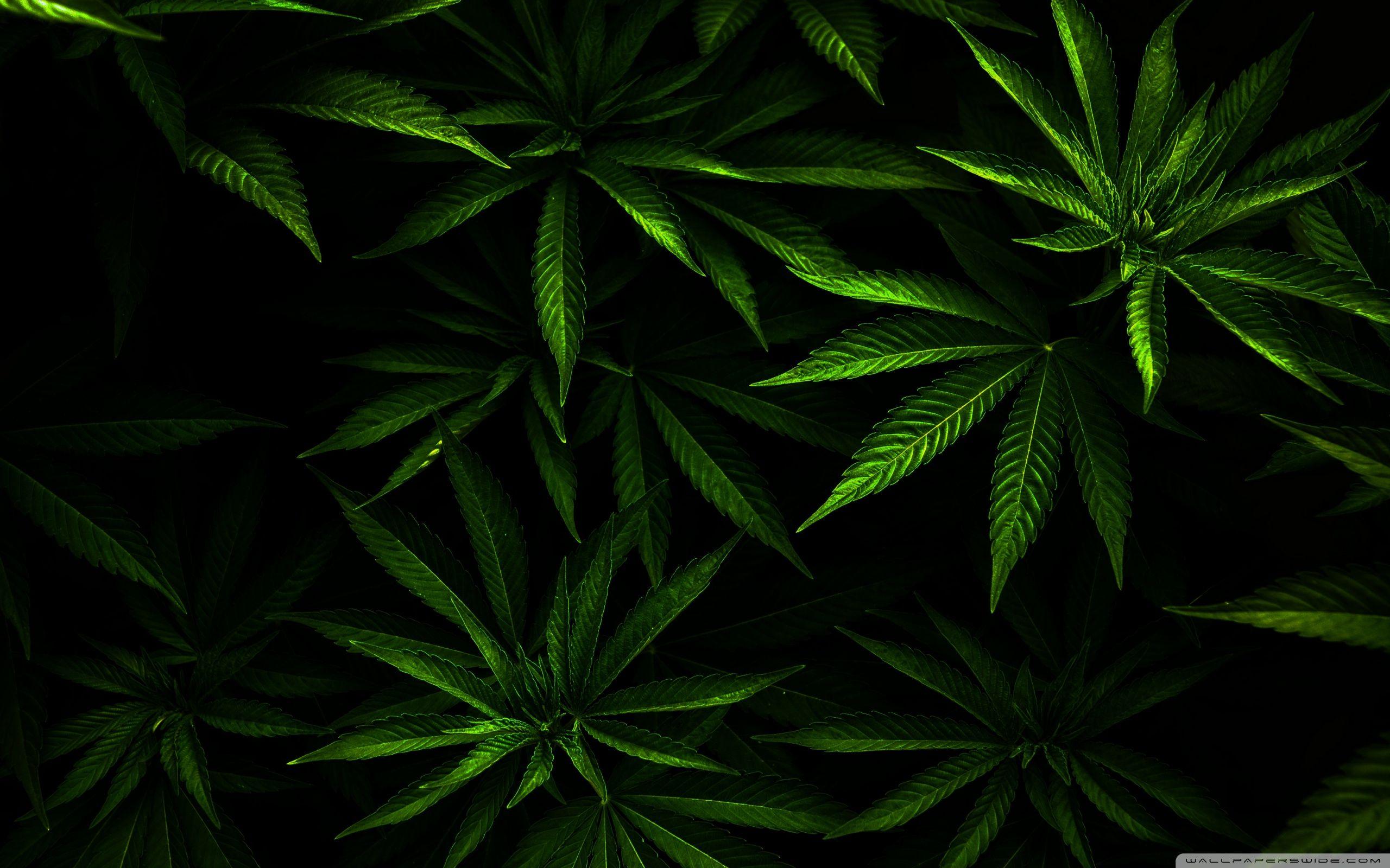 HD Weed Widescreen 1080P Wallpapers - Top Free HD Weed Widescreen 1080P  Backgrounds - WallpaperAccess