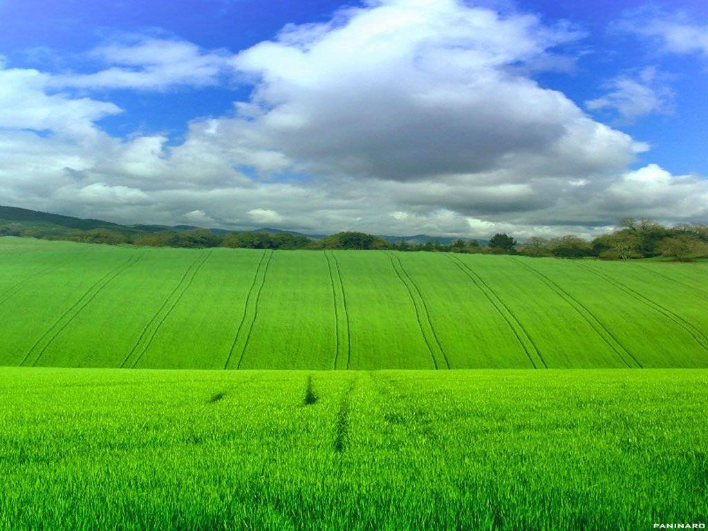 Grassland Wallpapers - Top Free Grassland Backgrounds - WallpaperAccess
