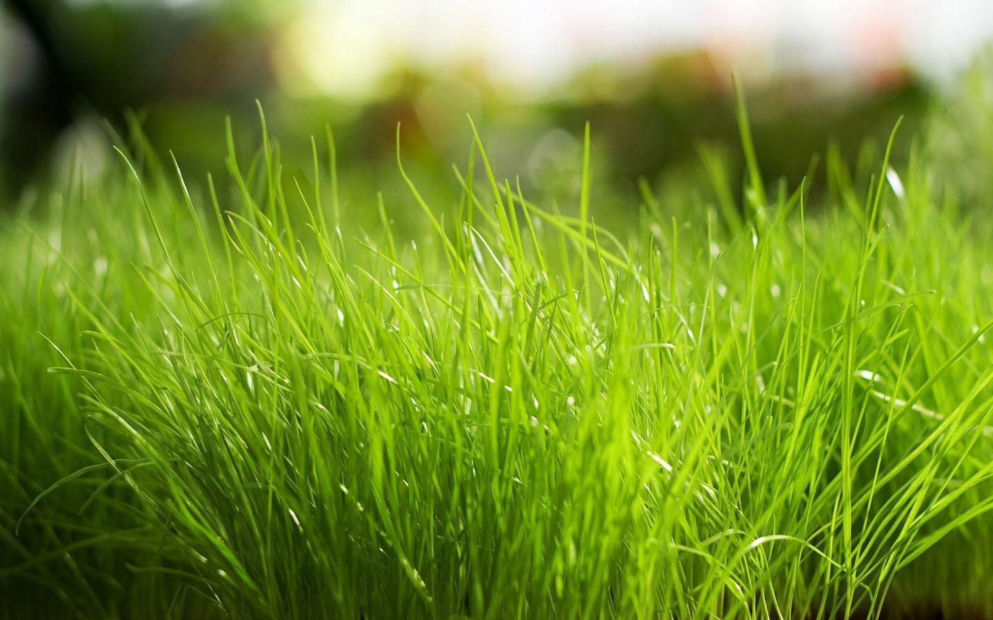 1440x900 Grass Wallpaper for Android