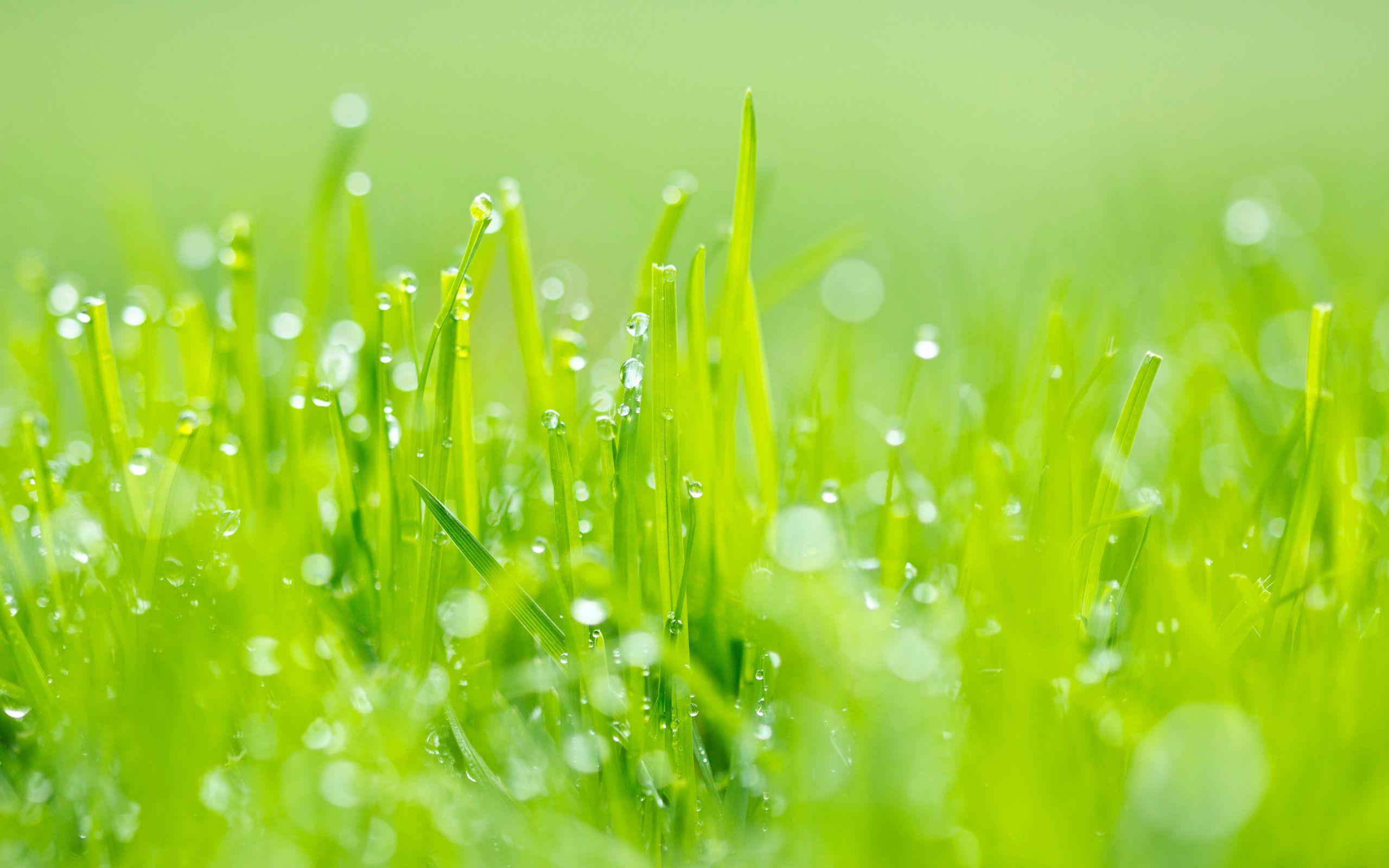 2560x1600 Pretty HD Grass Wallpaper