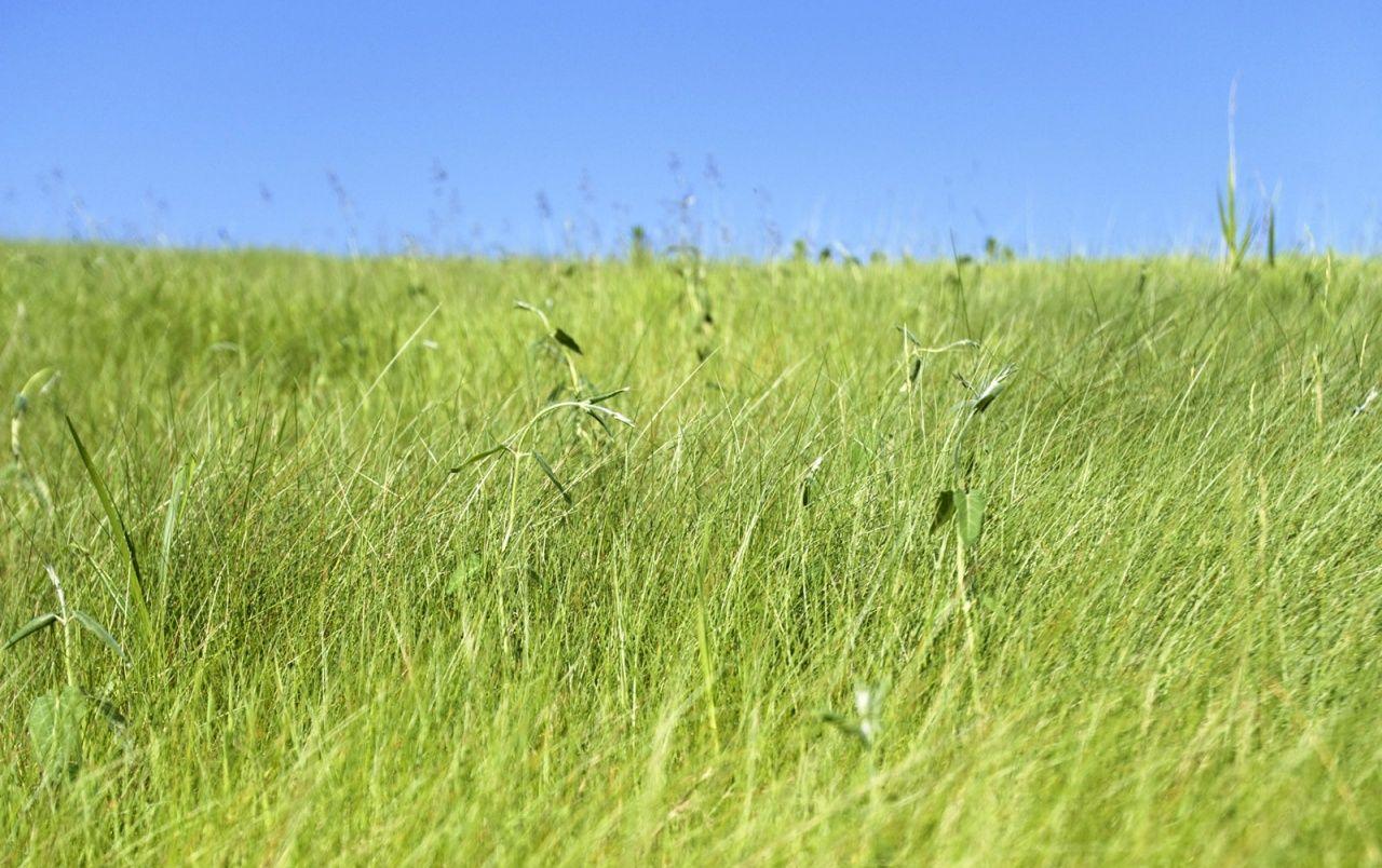 1280x804 Fresh Grassland wallpaper. Fresh Grassland