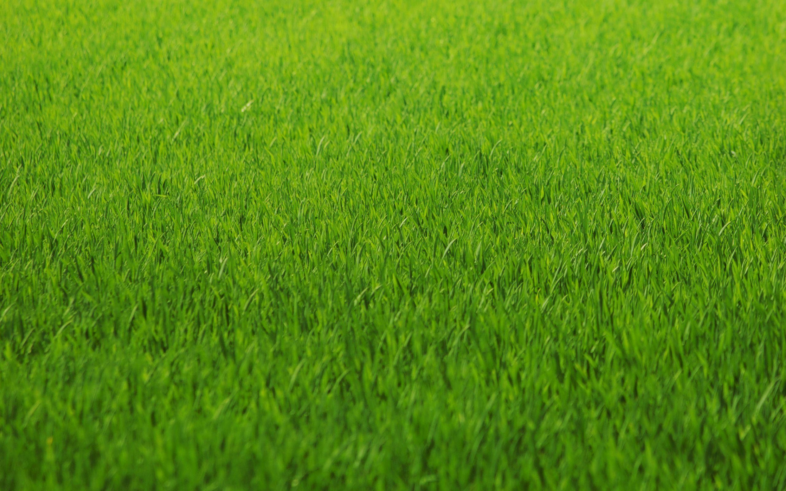 2560x1600 Grass Wallpaper 12 X 1600